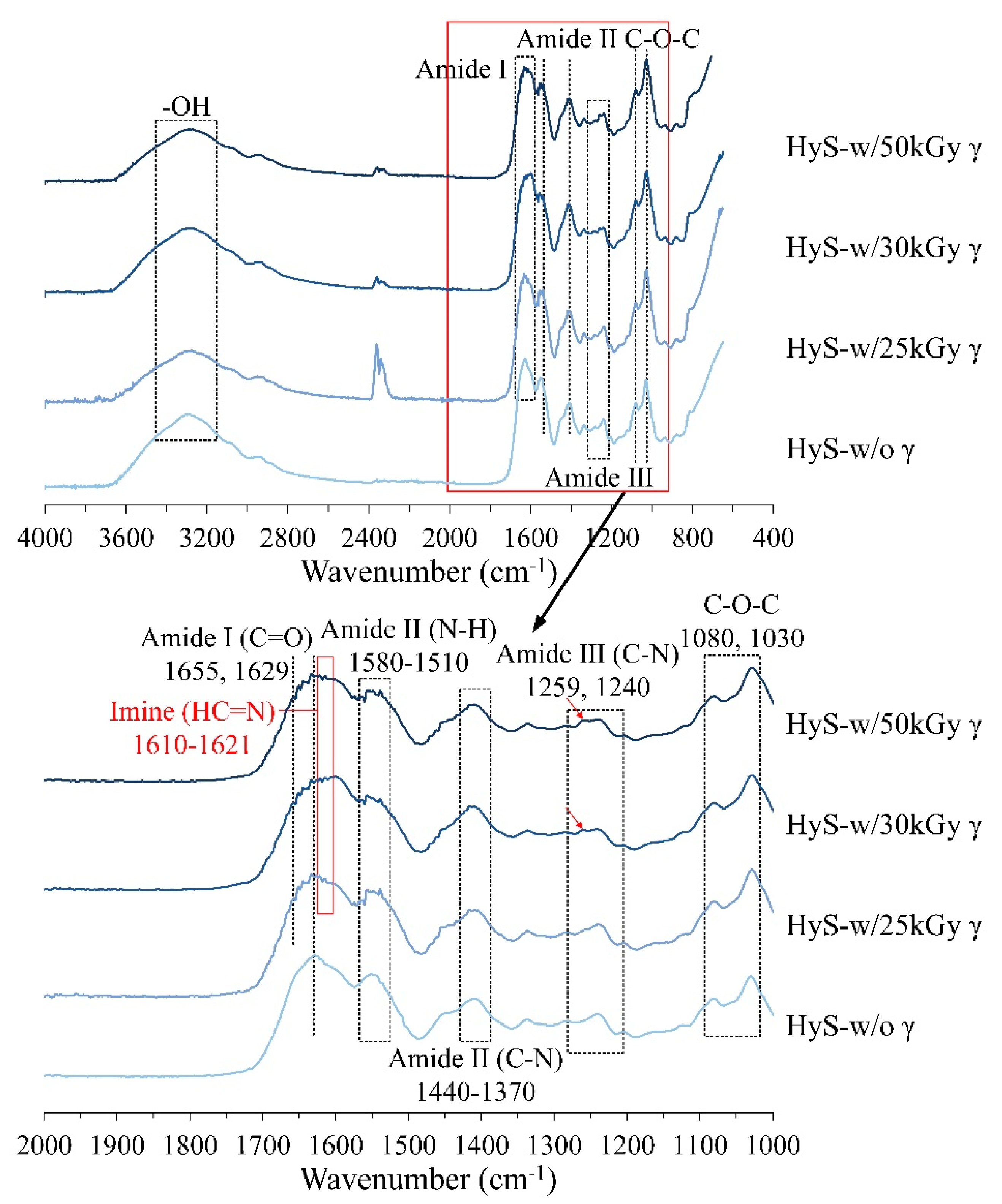 Polymers Free Full Text Effects Of Gamma Radiation On The Sterility Assurance Antibacterial Ability And Biocompatibility Of Impregnated Hydrogel Macrosphere Protein And Drug Release Html