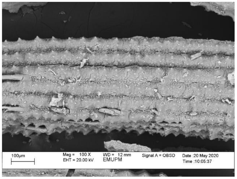 Polymers 13 00985 g002 Polymers 13 00985 g002