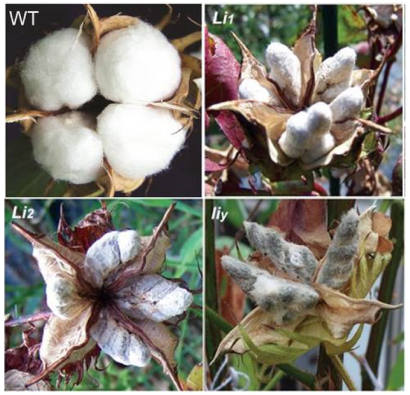 Polymers 13 00994 g001 Polymers 13 00994 g001