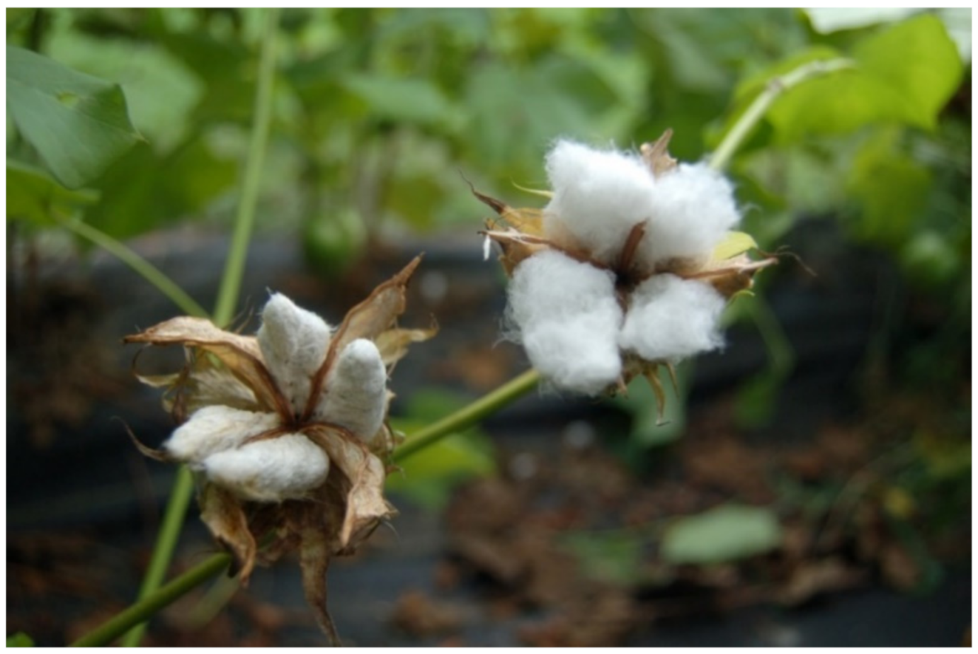 Polymers 13 00994 g002 Polymers 13 00994 g002