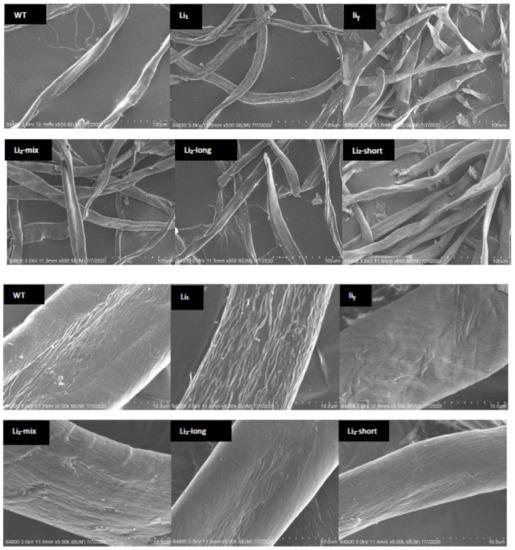 Polymers Free FullText Surface and Thermal Characterization of