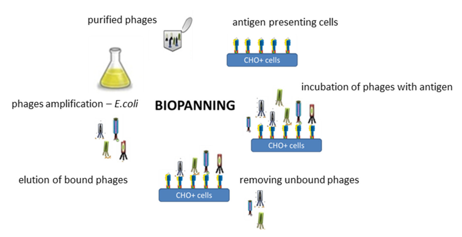 Polymers 13 01000 g007 Polymers 13 01000 g007