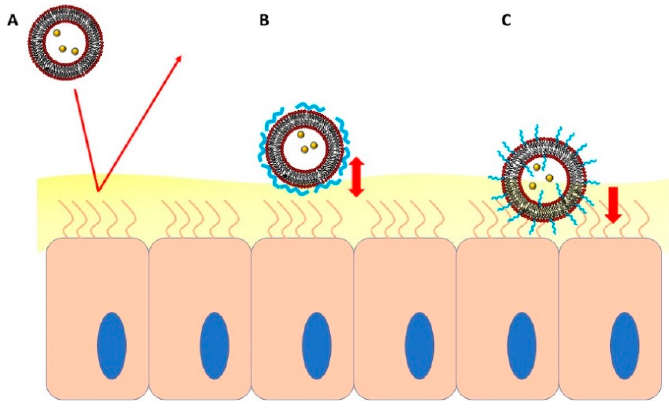 Polymers 13 01027 g005