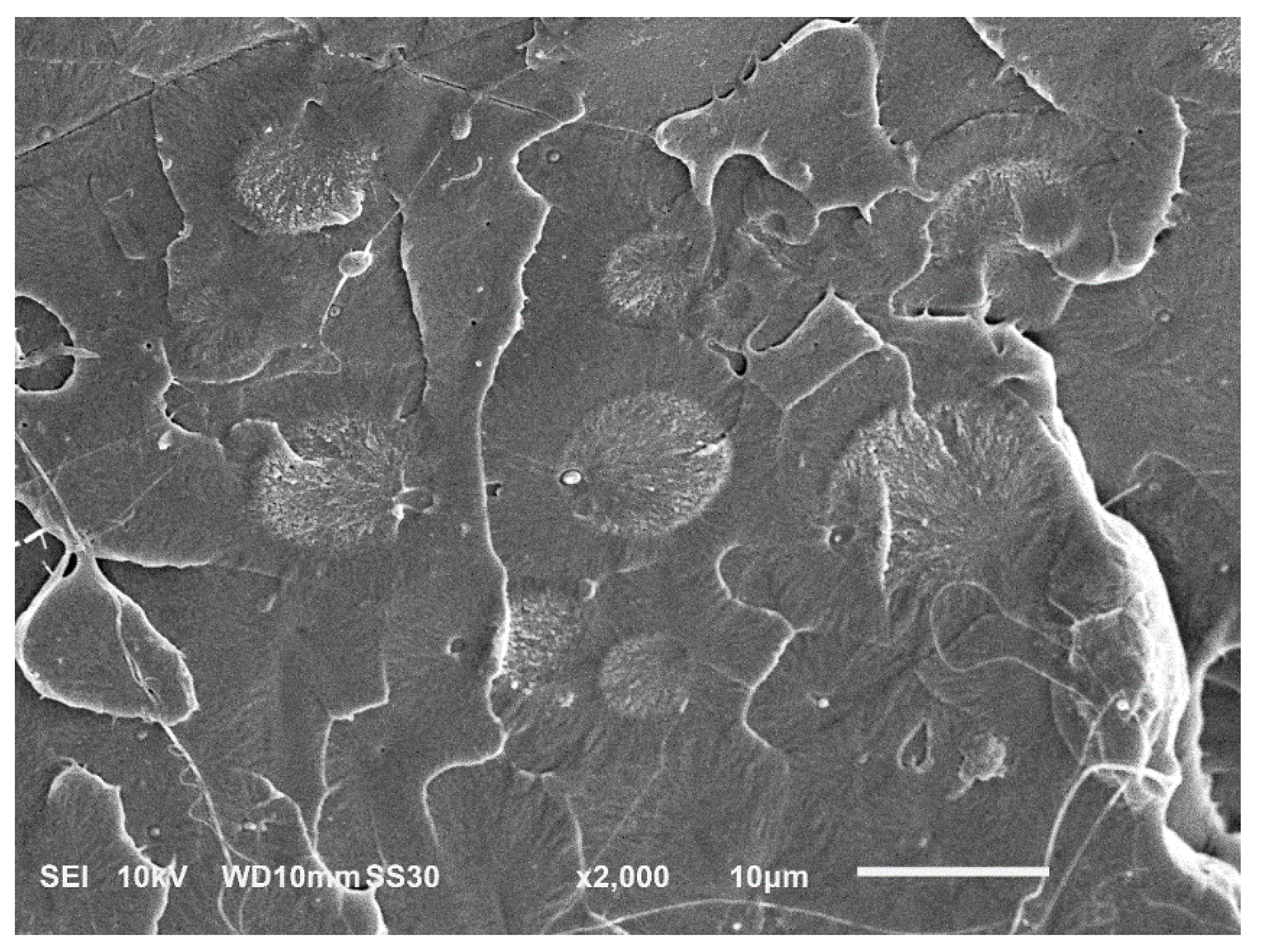 Polymers 13 01033 g002 Polymers 13 01033 g002
