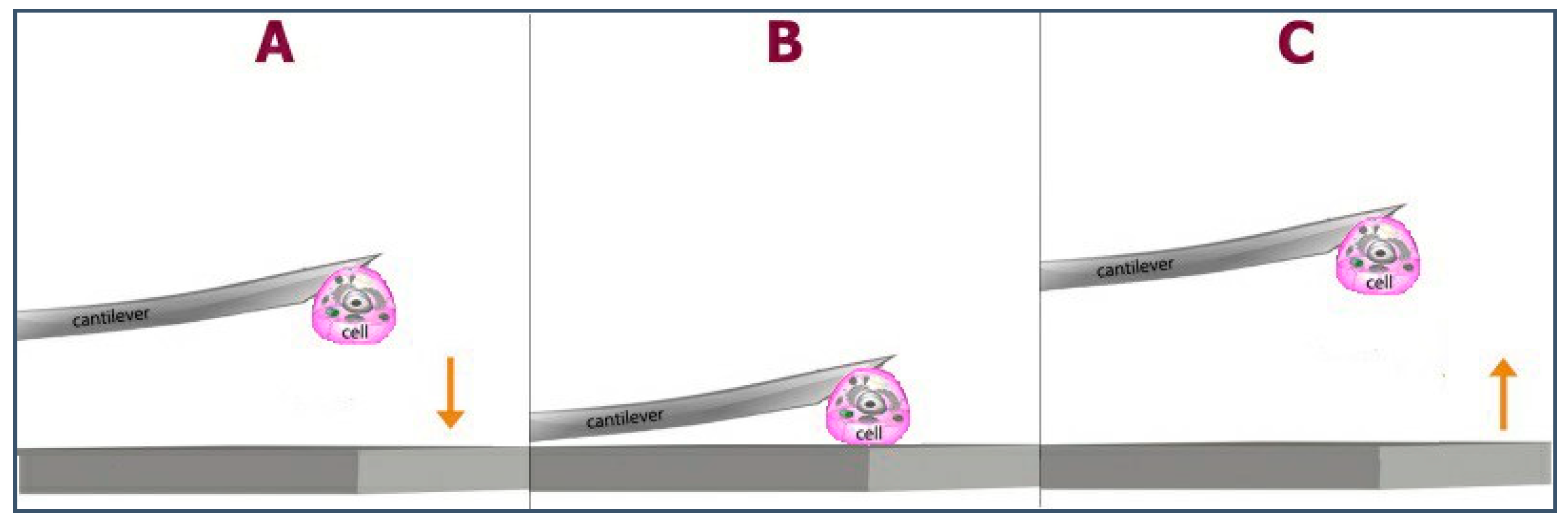 Polymers 13 01037 g004