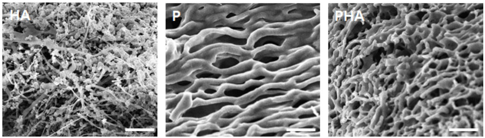 Polymers 13 01042 g004 Polymers 13 01042 g004