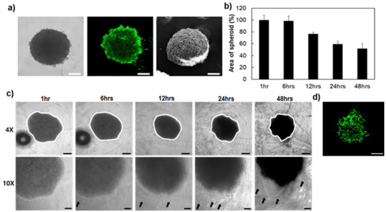 Polymers 13 01042 g006 Polymers 13 01042 g006