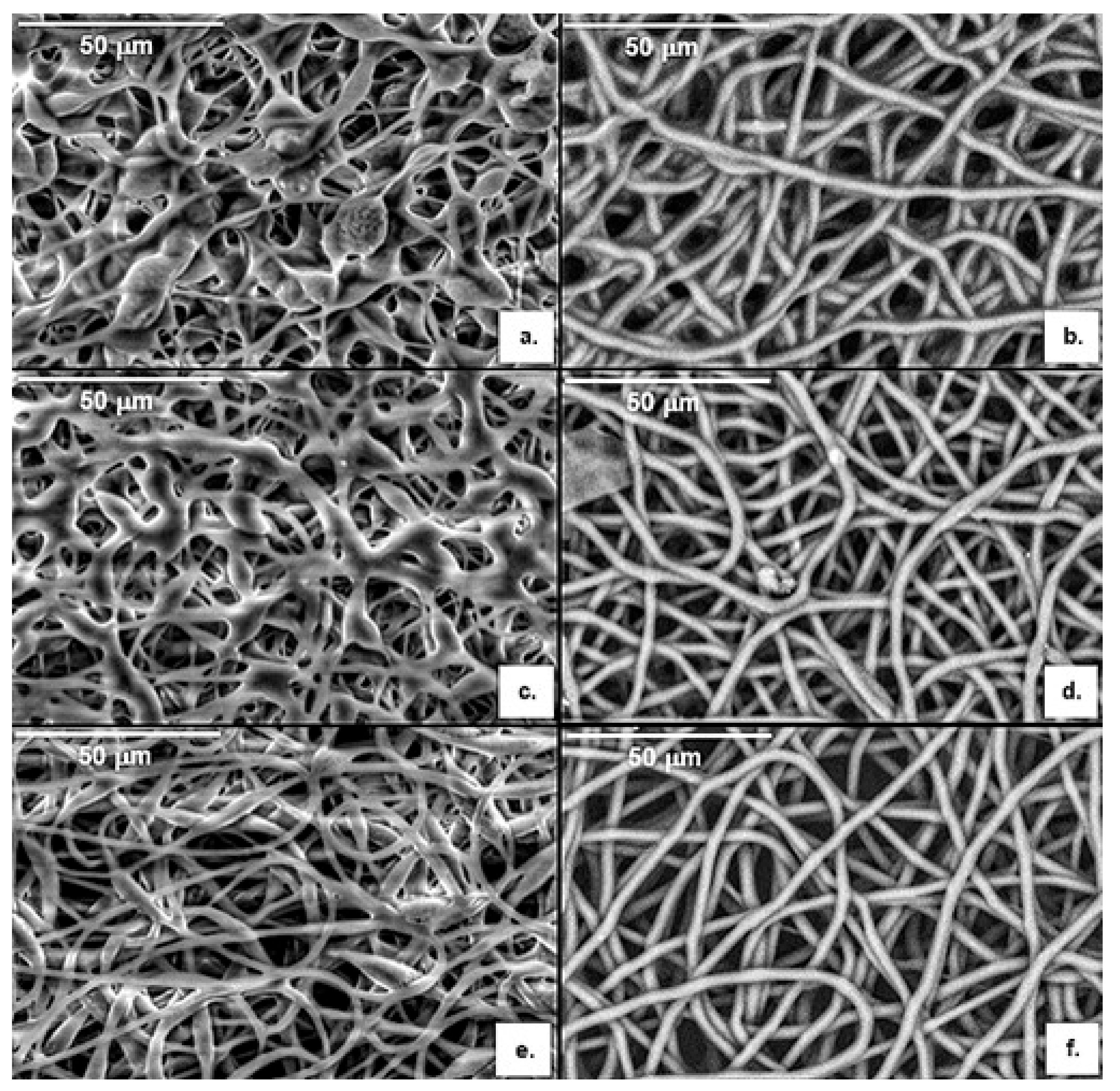 Polymers Free Full Text Oxygen Plasma Treated Electrospun Polyhydroxyalkanoate Scaffolds For Hydrophilicity Improvement And Cell Adhesion Html