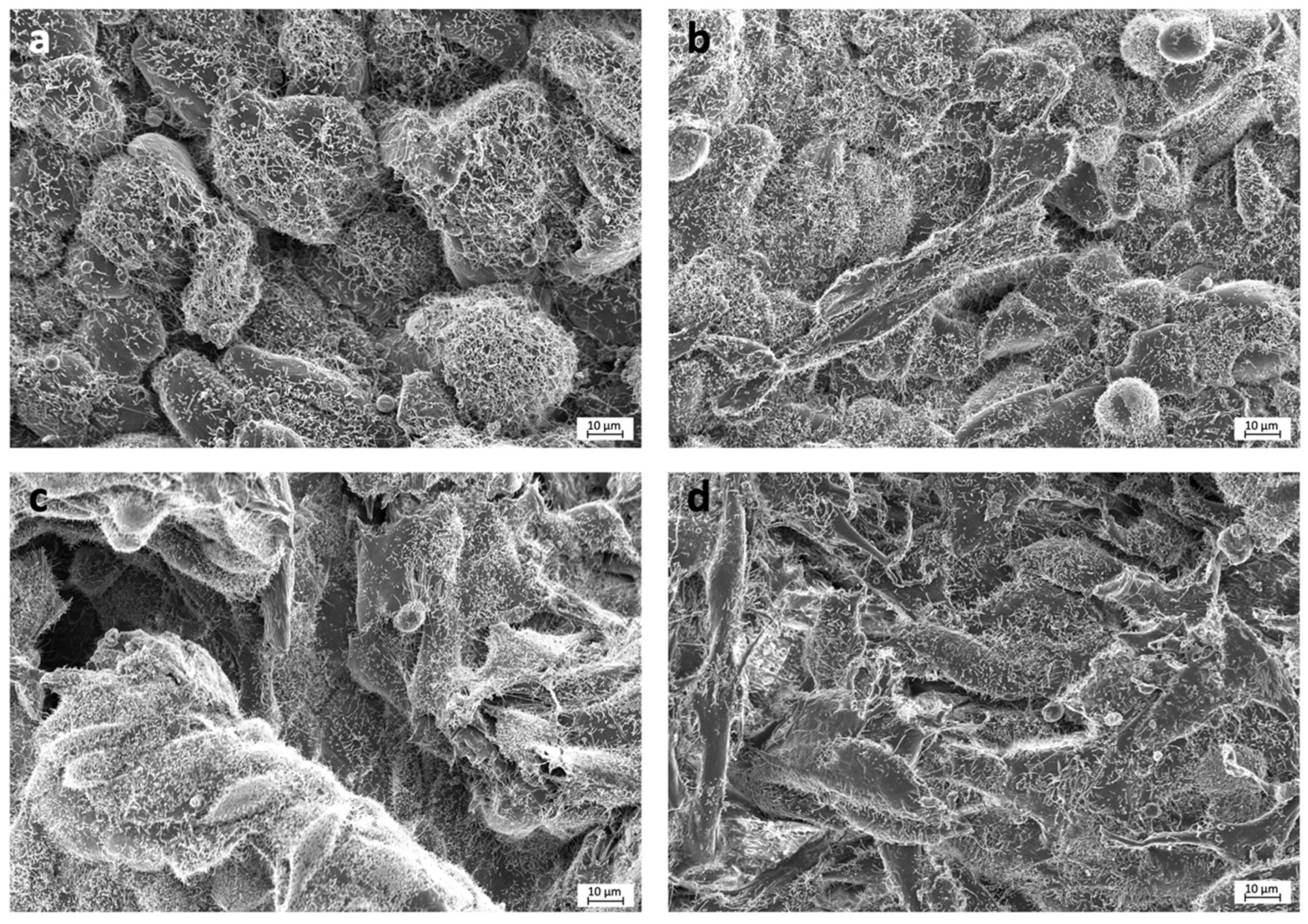 Polymers 13 01063 g002 Polymers 13 01063 g002
