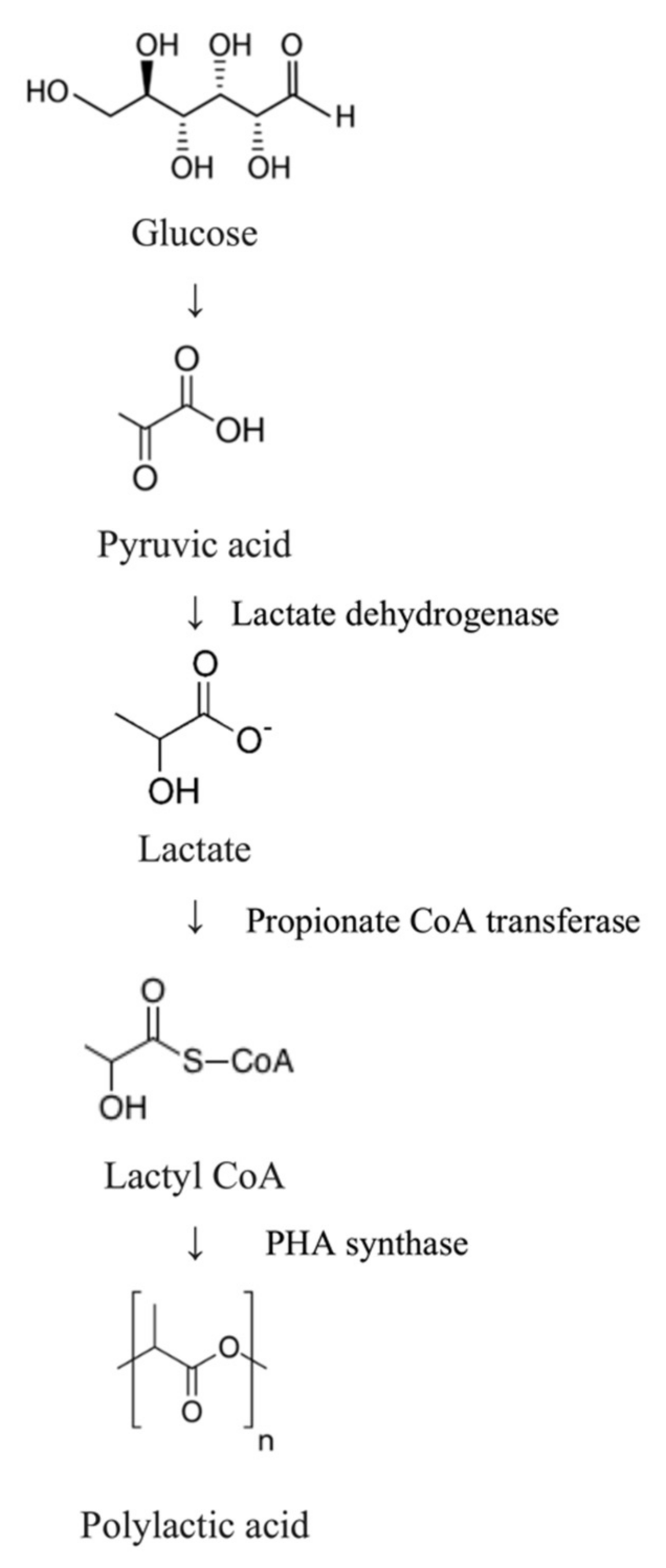 Polymers Free Full Text Biomedical Applications Of Bacteria Derived Polymers Html