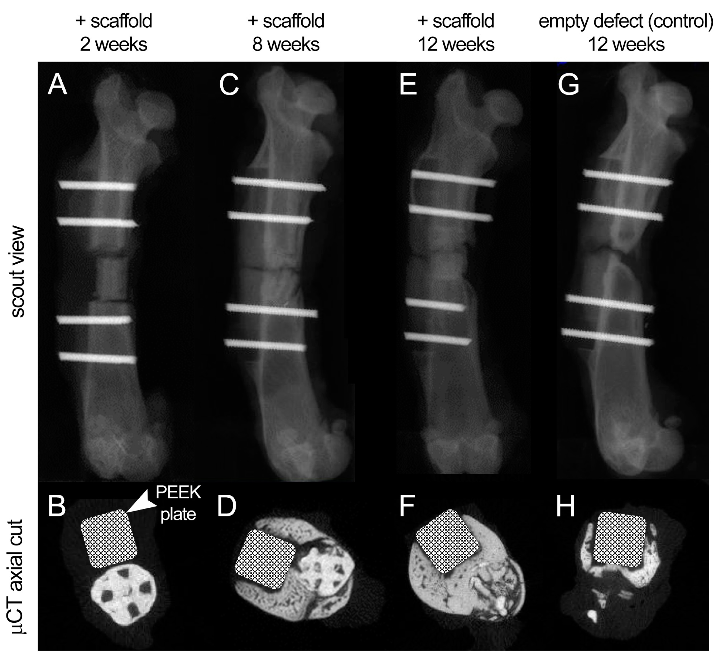 Polymers 13 01099 g007 Polymers 13 01099 g007