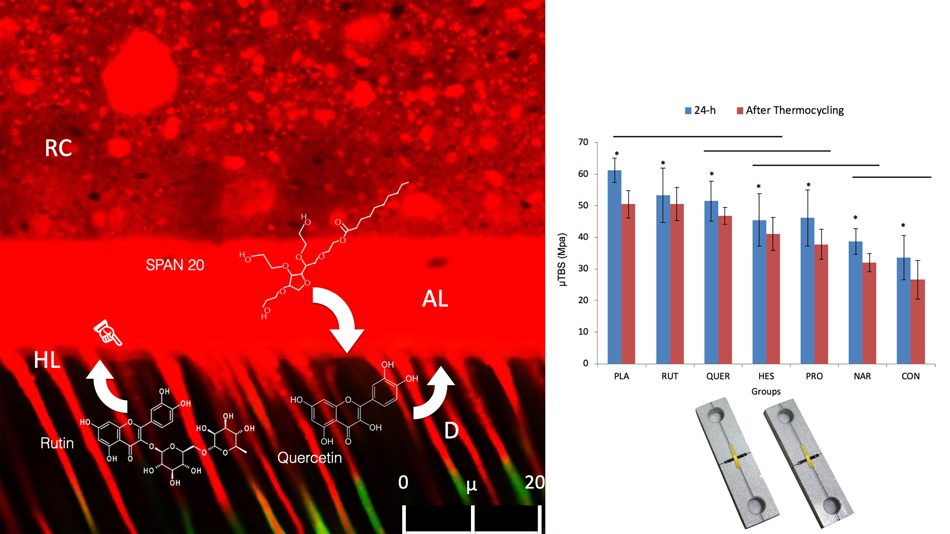 Polymers Free Full Text Effects Of Dentine Pretreatment Solutions Containing Flavonoids On The Resin Polymer Dentine Interface Created Using A Modern Universal Adhesive Html