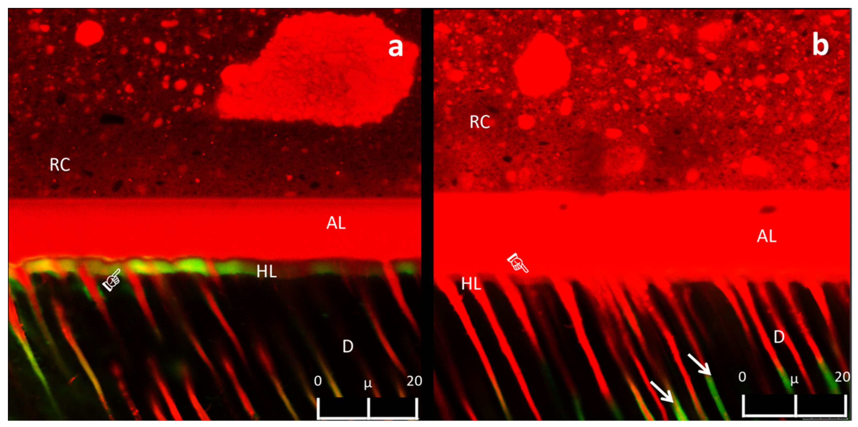 Polymers 13 01145 g004 Polymers 13 01145 g004