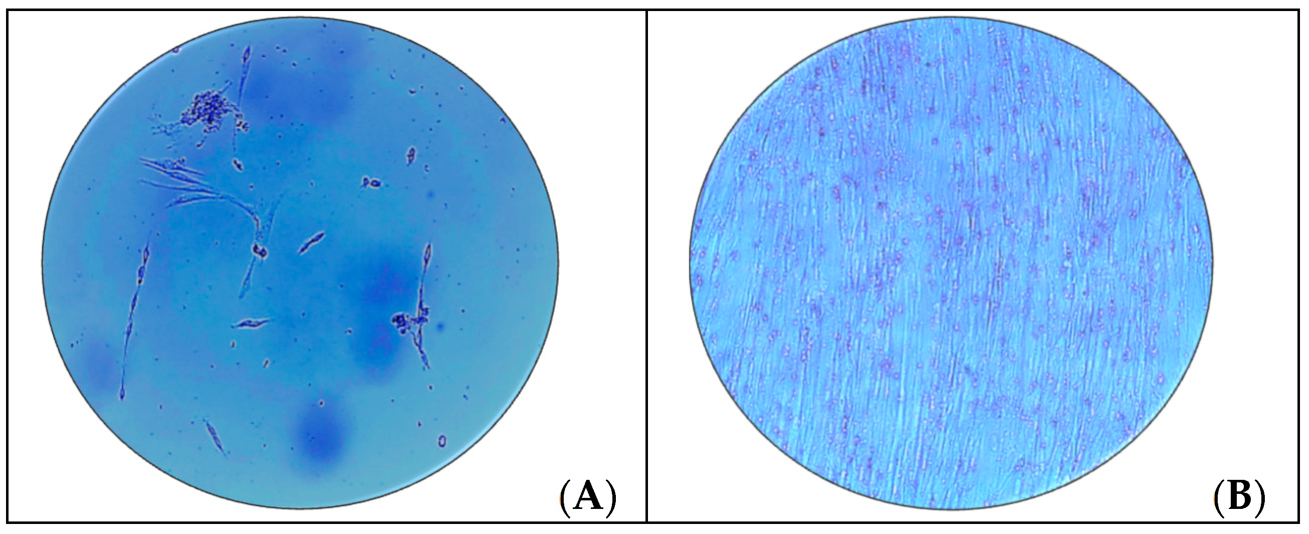 Polymers 13 01154 g002 Polymers 13 01154 g002