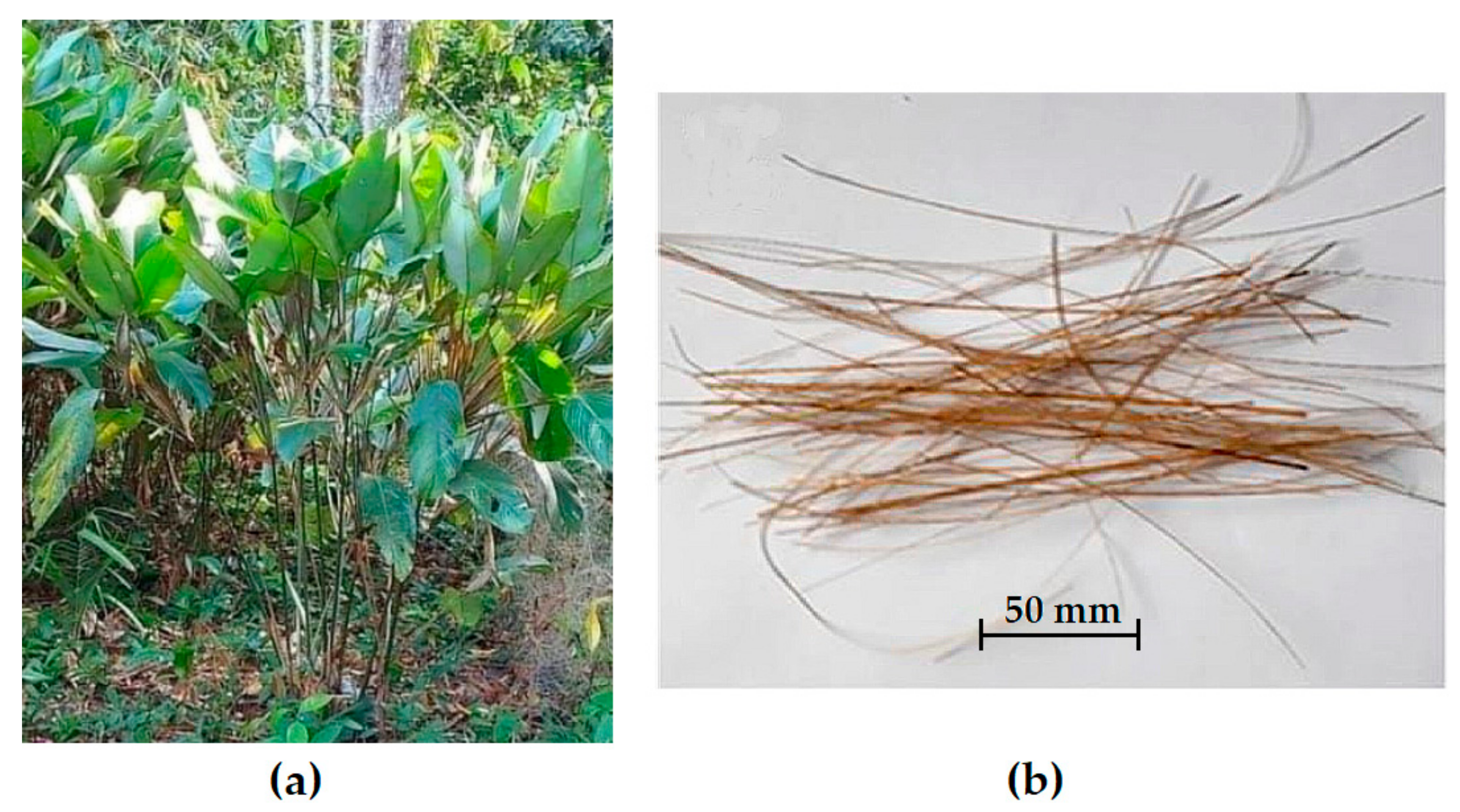 Polymers 13 01203 g002 Polymers 13 01203 g002