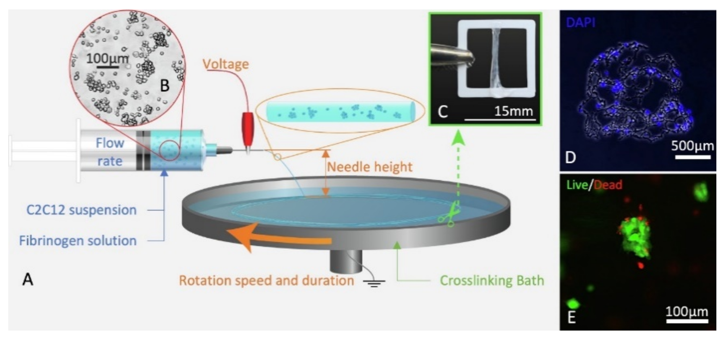 Polymers 13 01209 g004