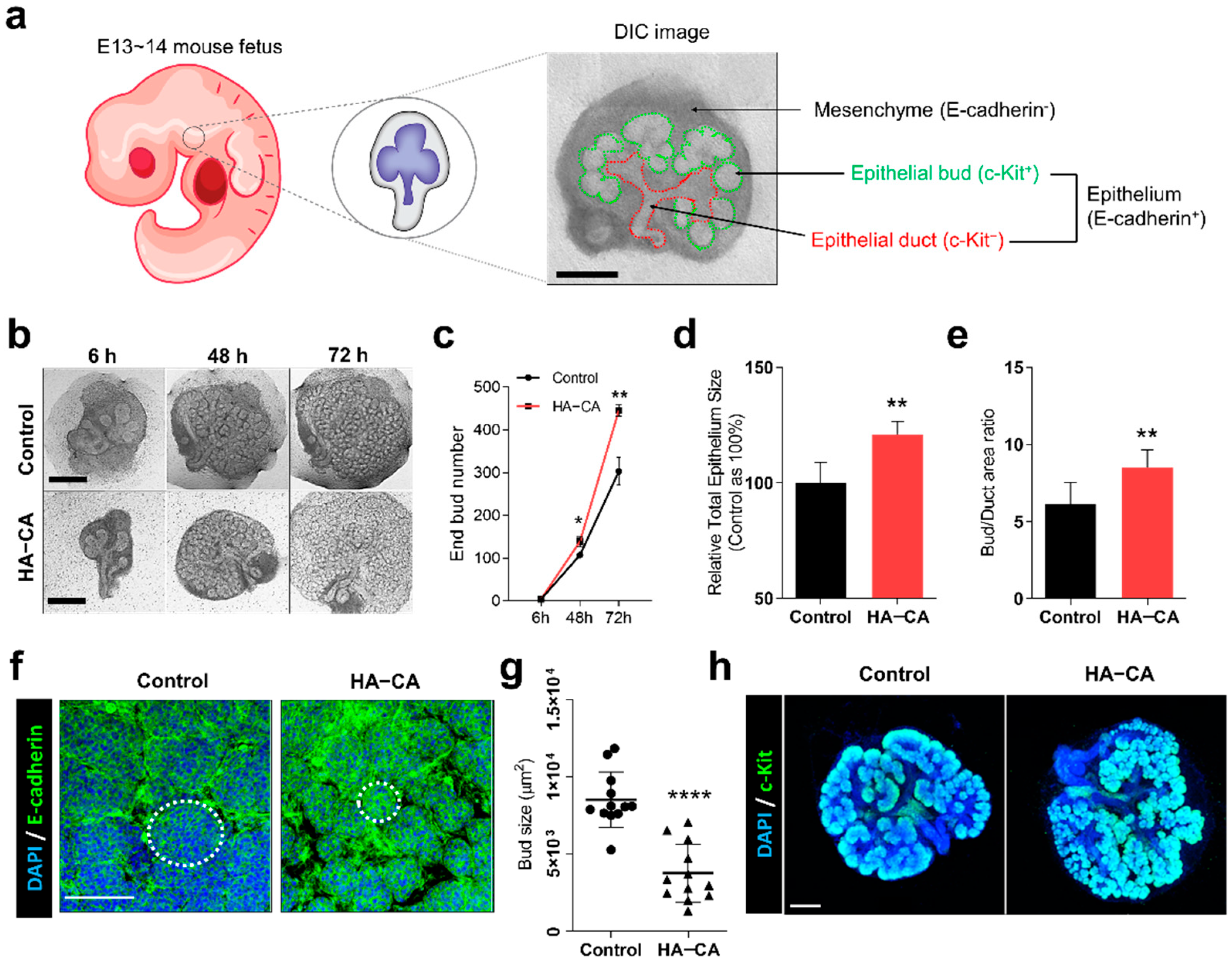 Polymers 13 01216 g003 Polymers 13 01216 g003