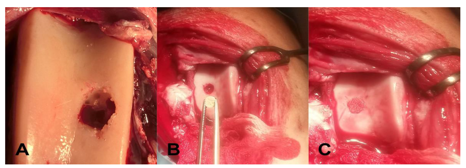 Polymers 13 01232 g002 Polymers 13 01232 g002