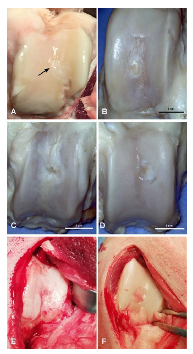 Polymers 13 01232 g005 Polymers 13 01232 g005