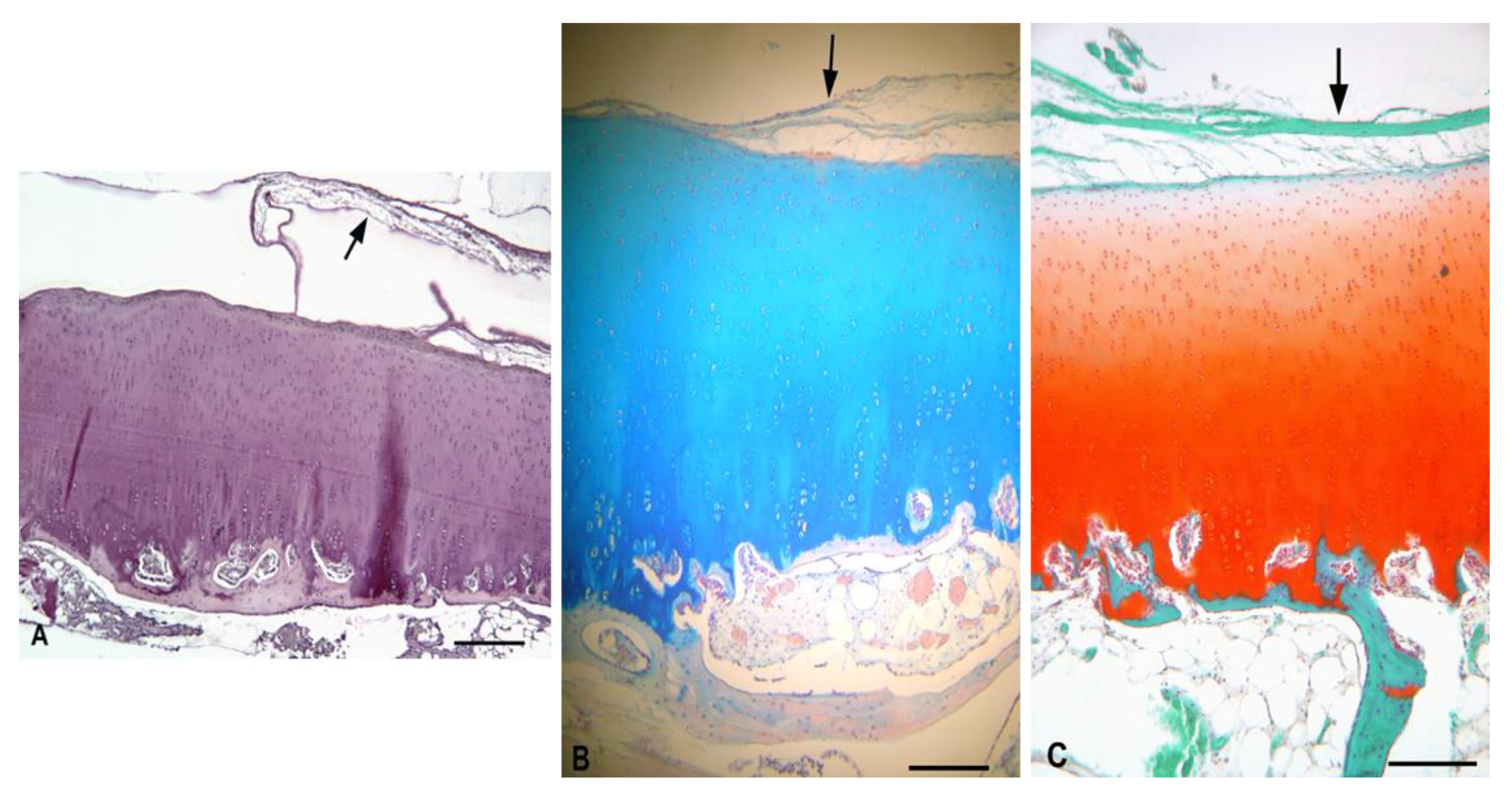 Polymers 13 01232 g016 Polymers 13 01232 g016