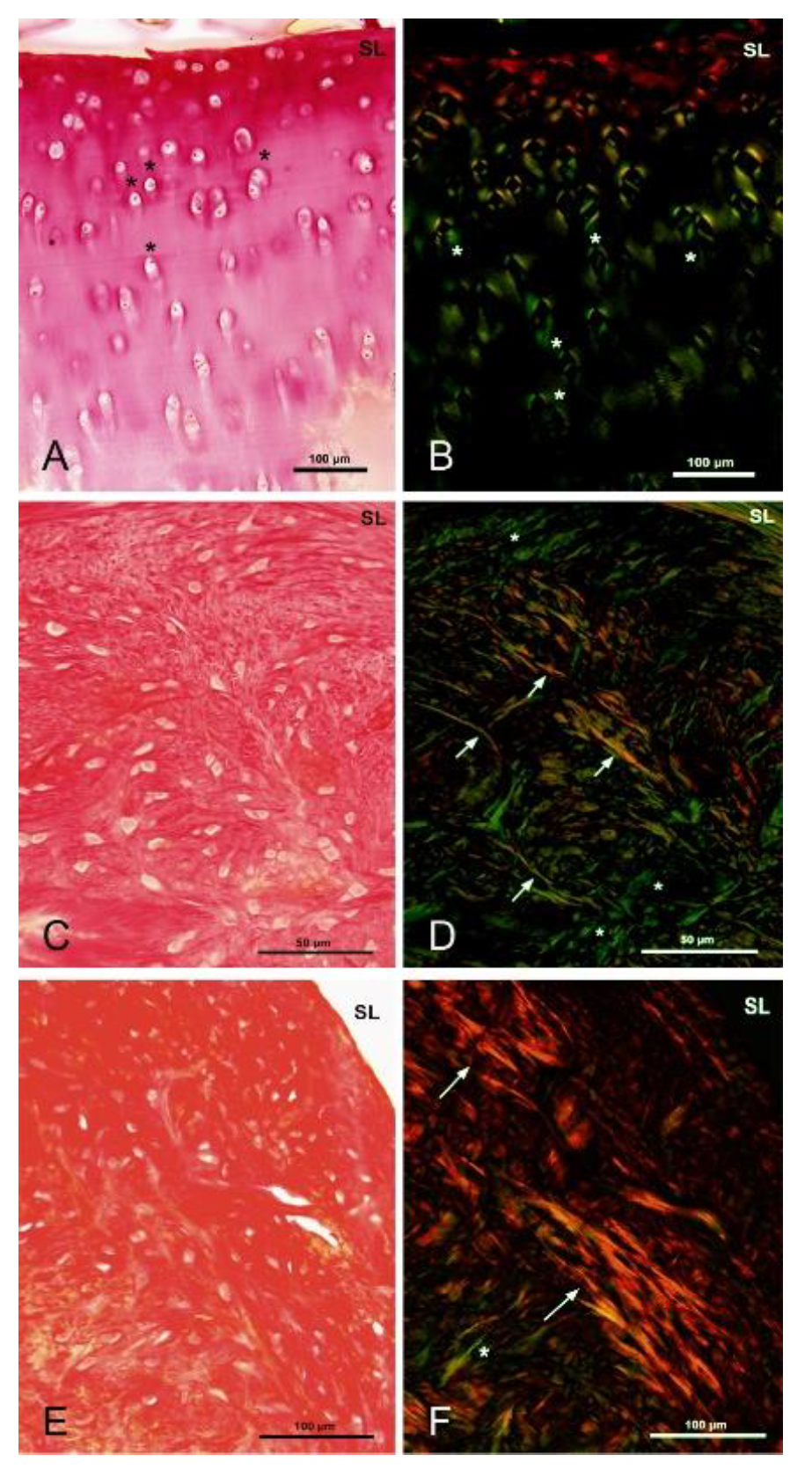 Polymers 13 01232 g019 Polymers 13 01232 g019