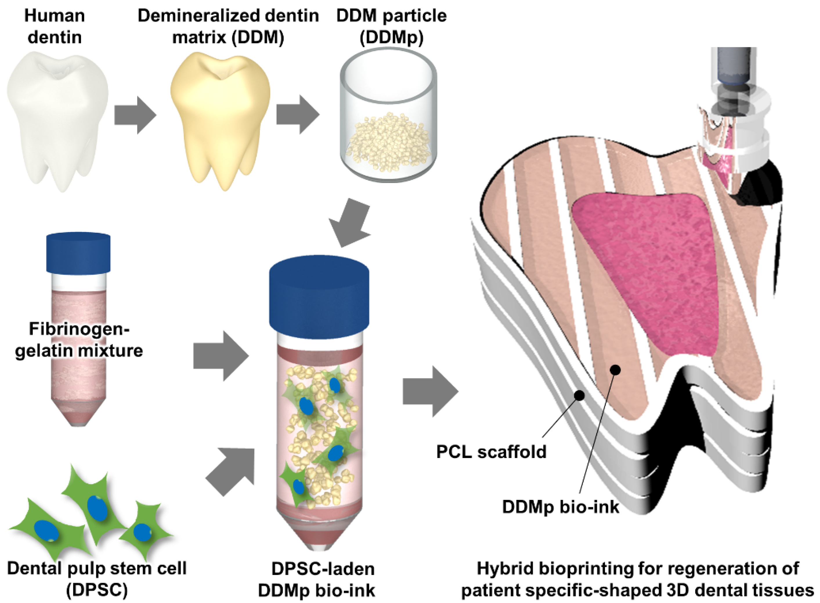 Polymers Free FullText Demineralized Dentin Matrix ParticleBased BioInk for Patient