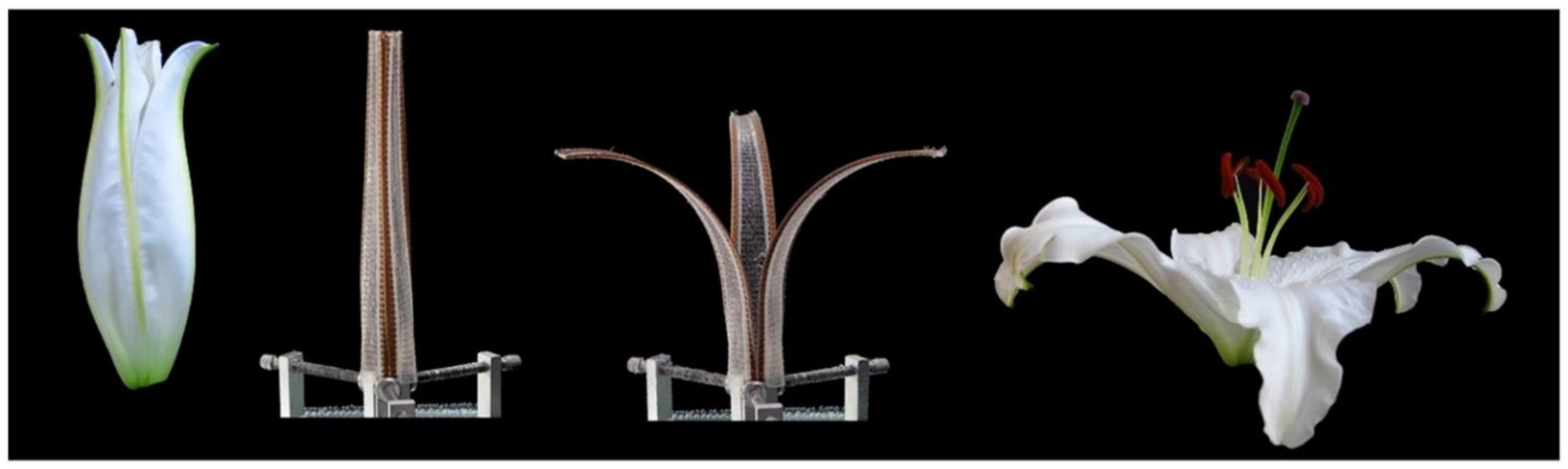 Polymers 13 01326 g010