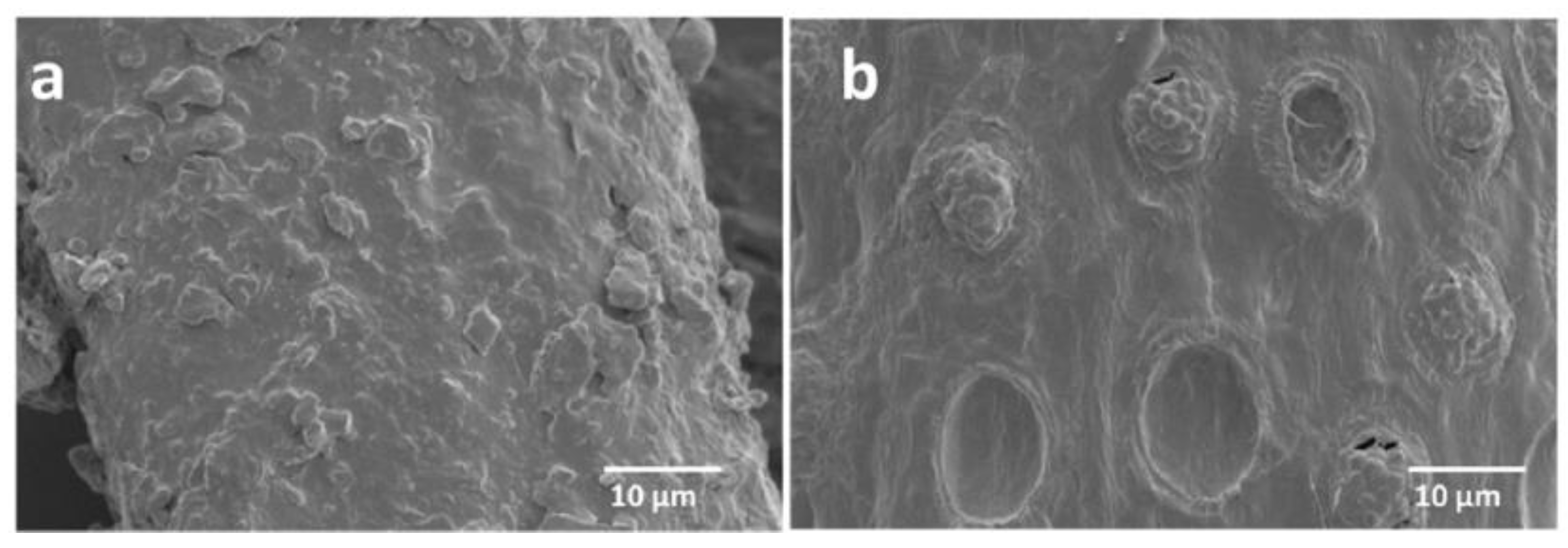 Polymers 13 01396 g002 Polymers 13 01396 g002