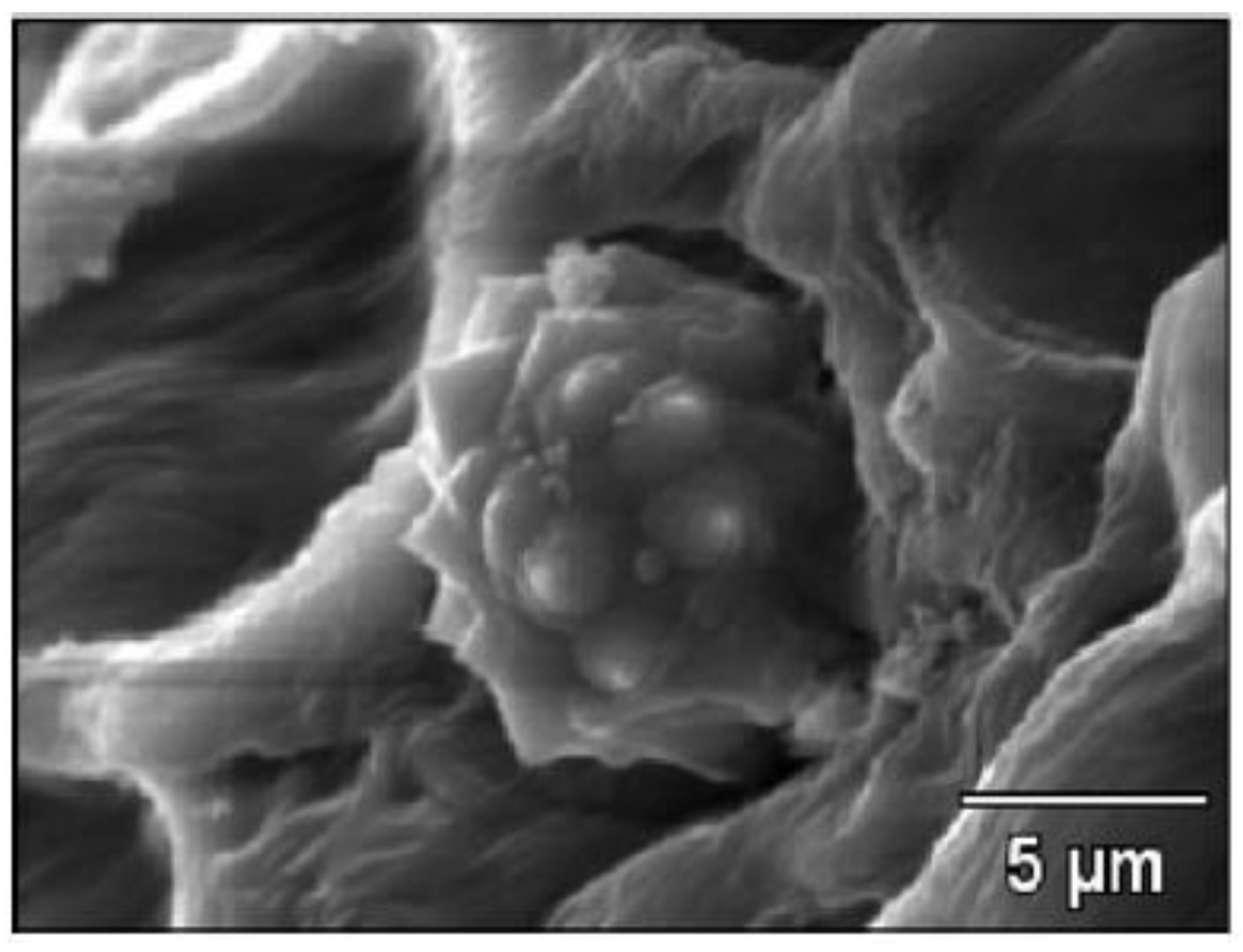 Polymers 13 01396 g003 Polymers 13 01396 g003