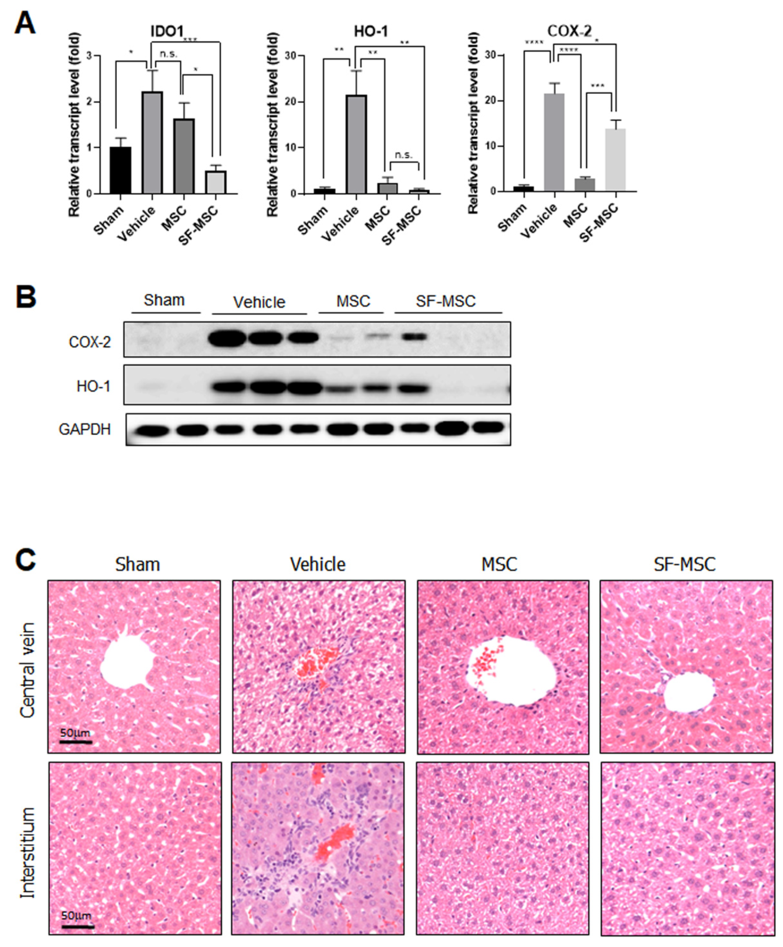 Polymers 13 01433 g004
