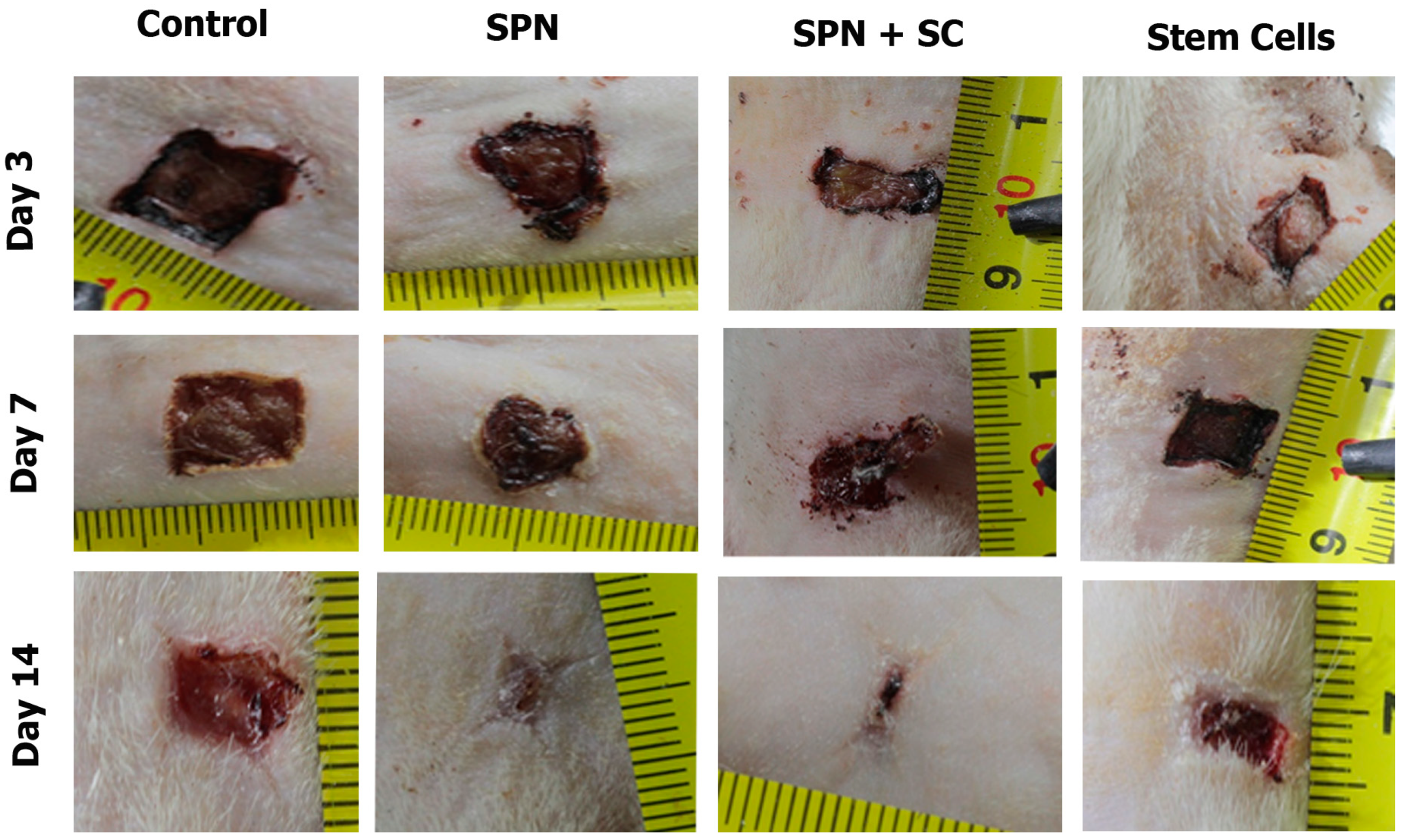 Polymers 13 01467 g007 Polymers 13 01467 g007