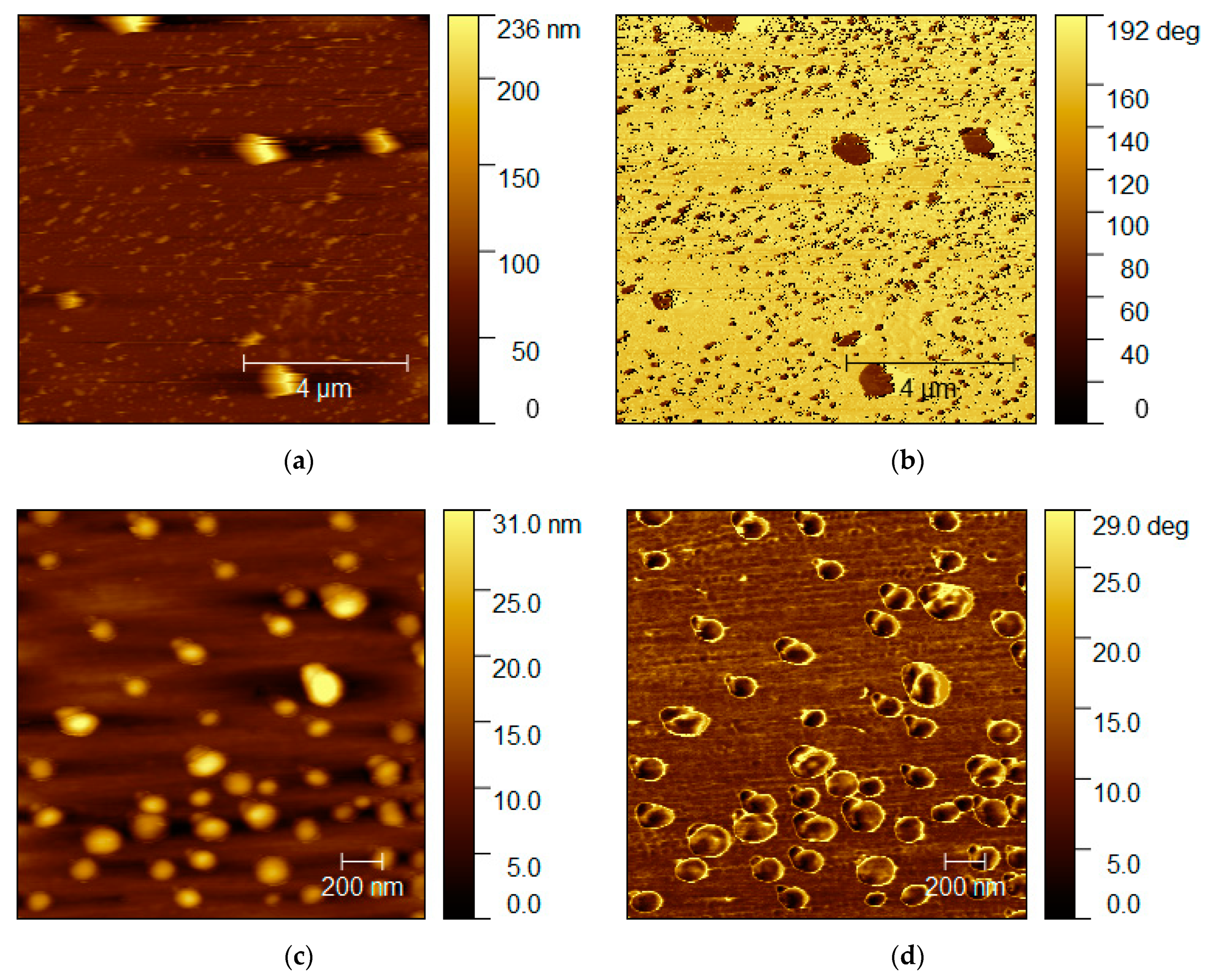 Polymers 13 01503 g012