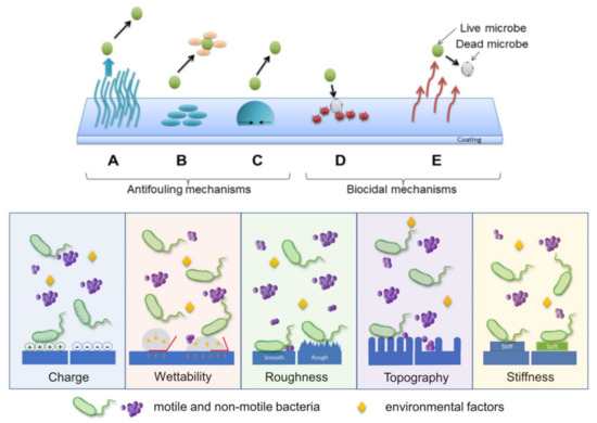 Antimicrobial Polymeric Structures Assembled on Surfaces