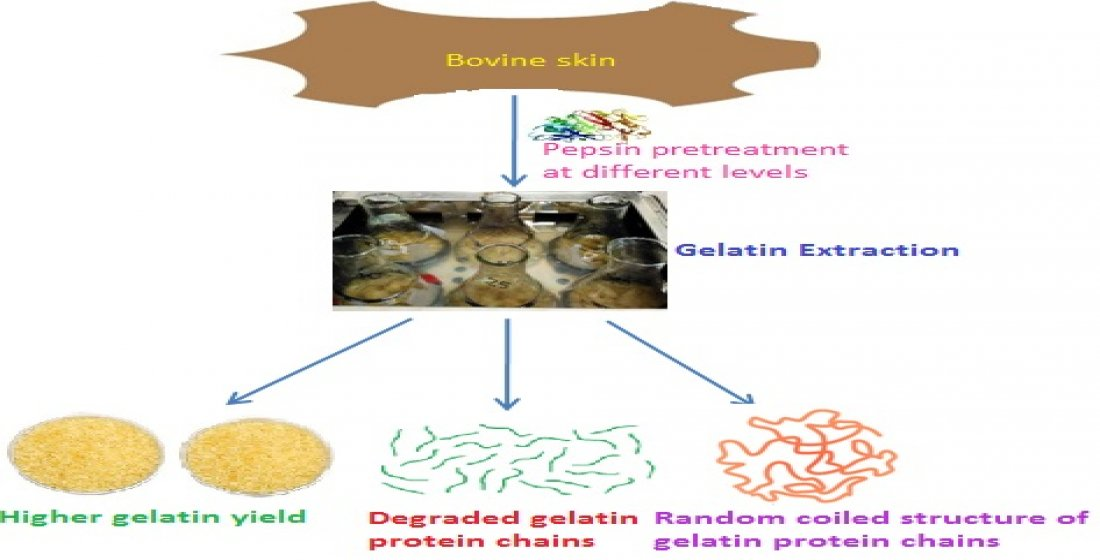 Polymers Free FullText Recovery of Gelatin from Bovine Skin with