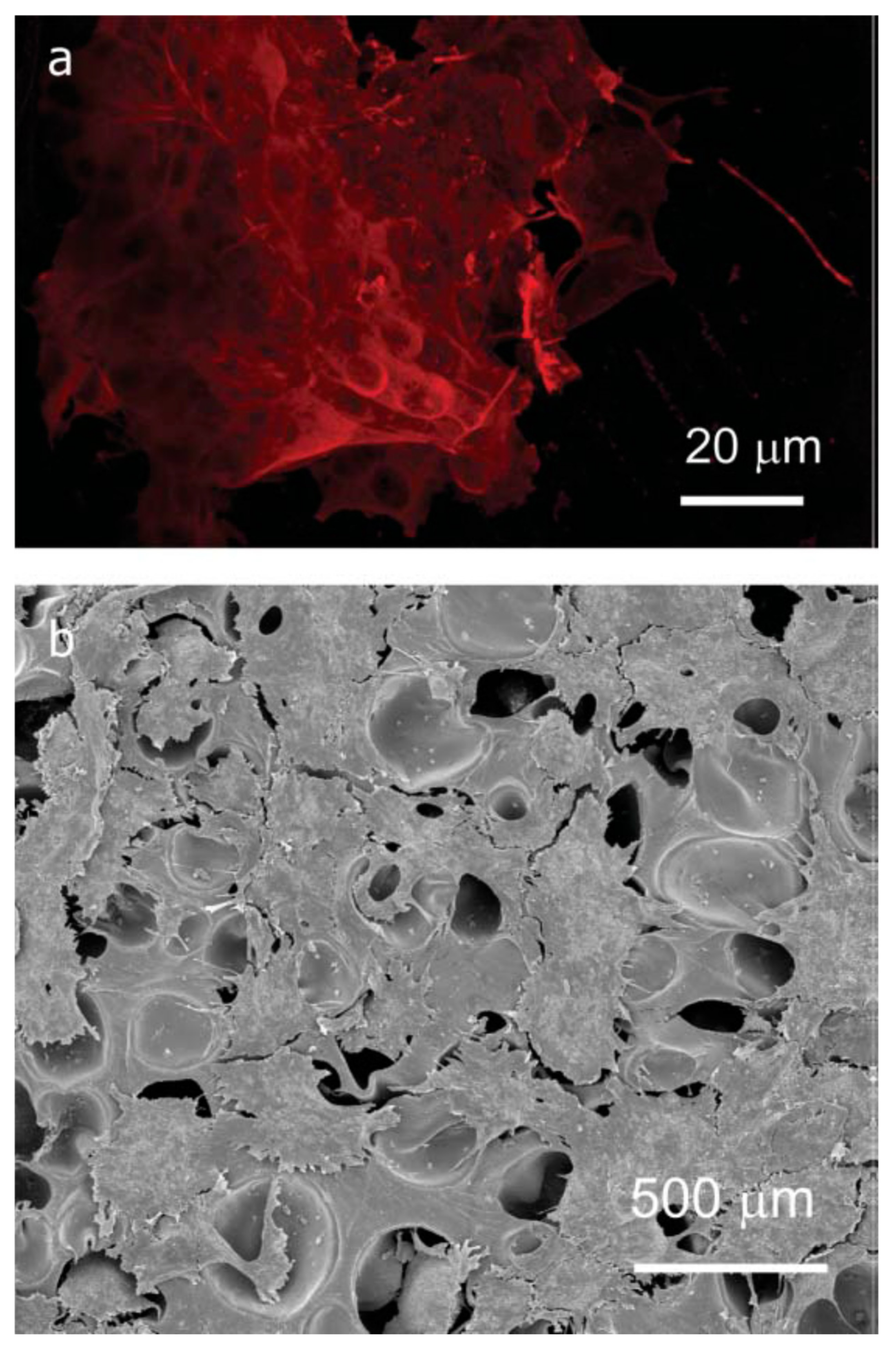 Polymers 13 01565 g020