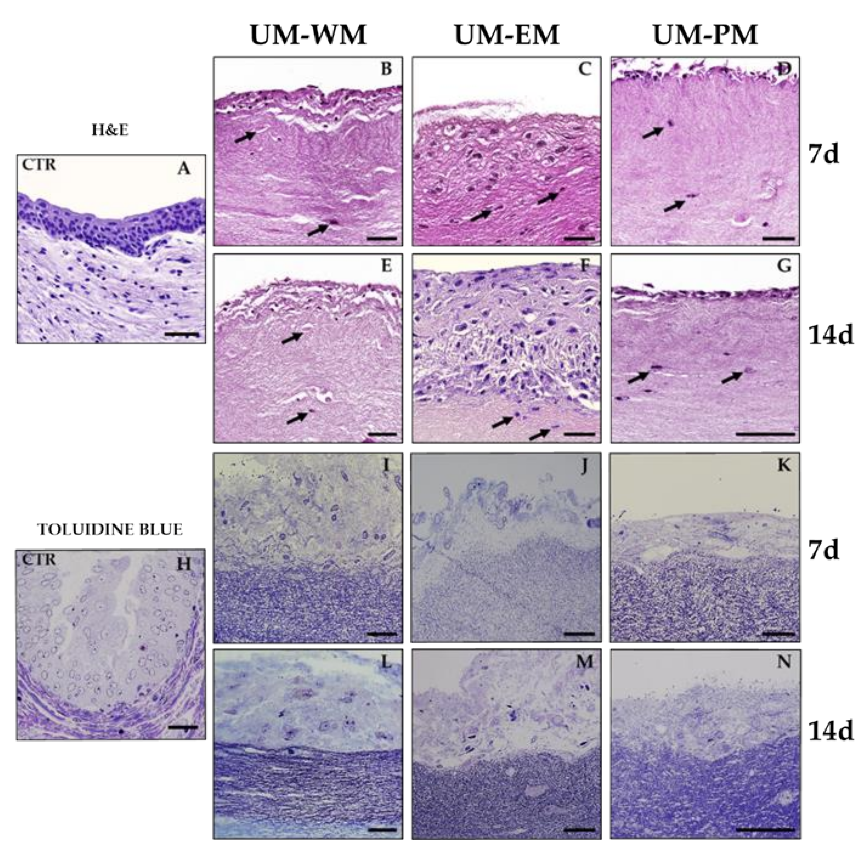 Polymers 13 01568 g002