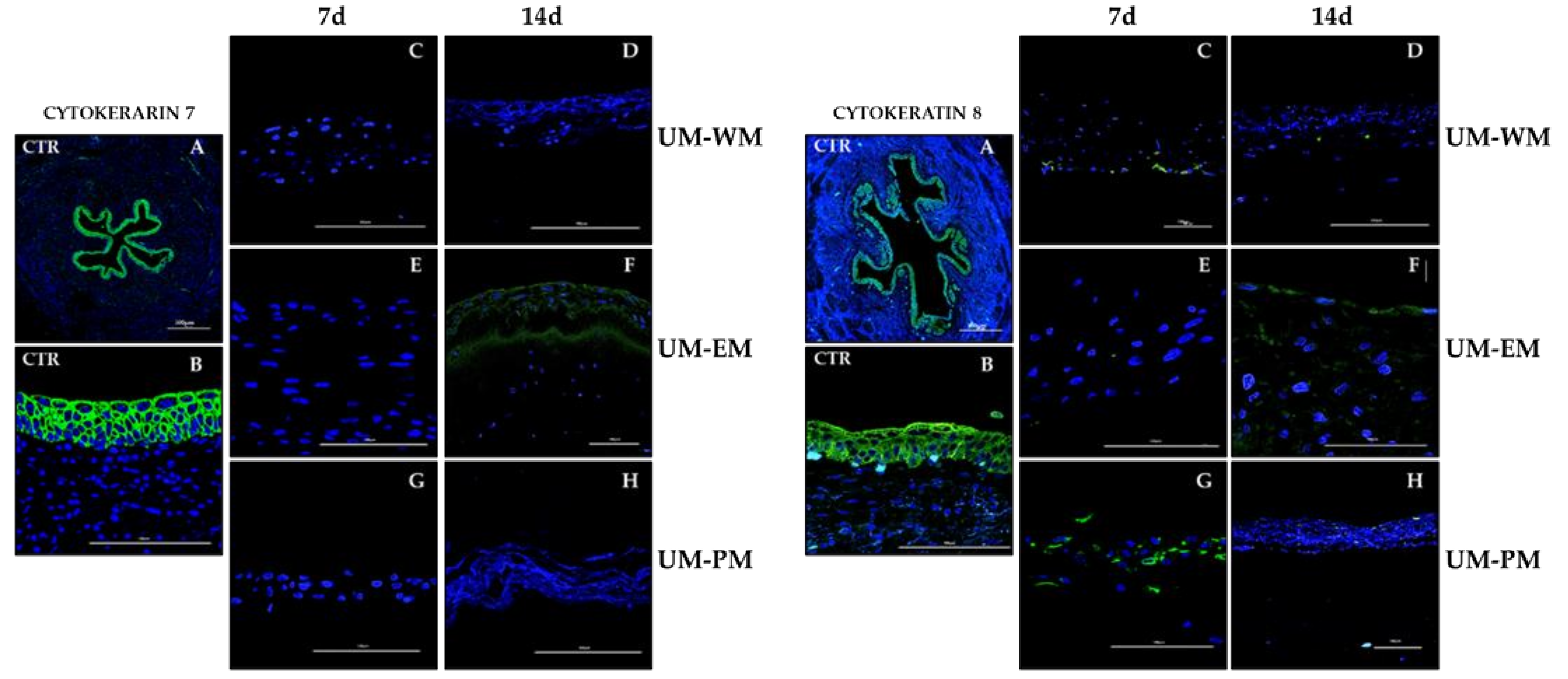Polymers 13 01568 g006