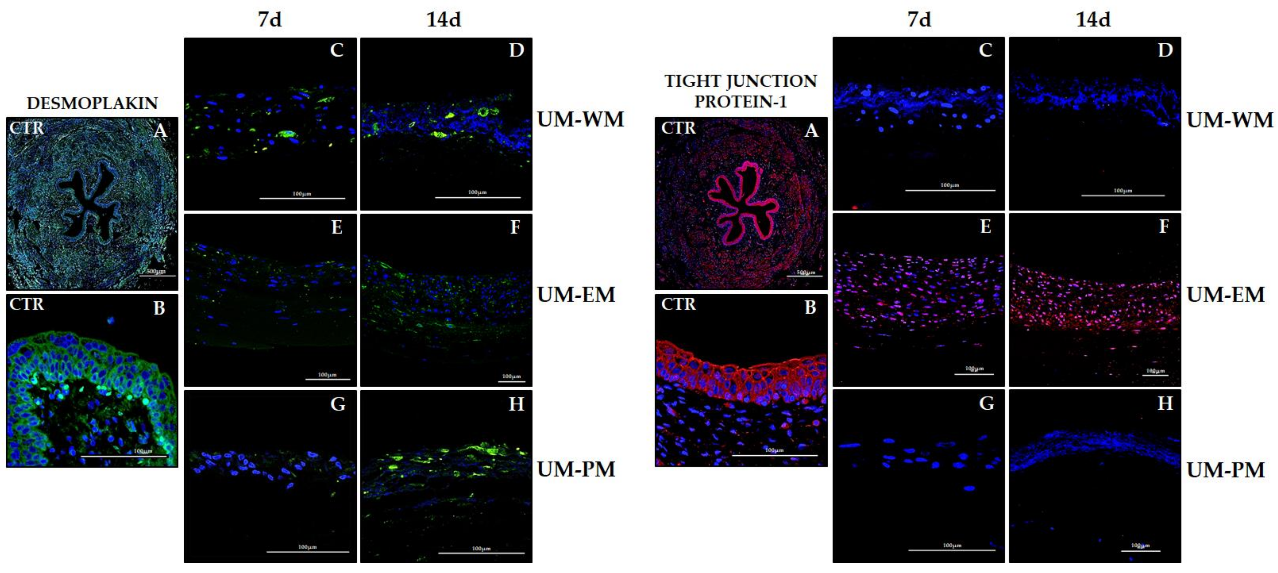 Polymers 13 01568 g007