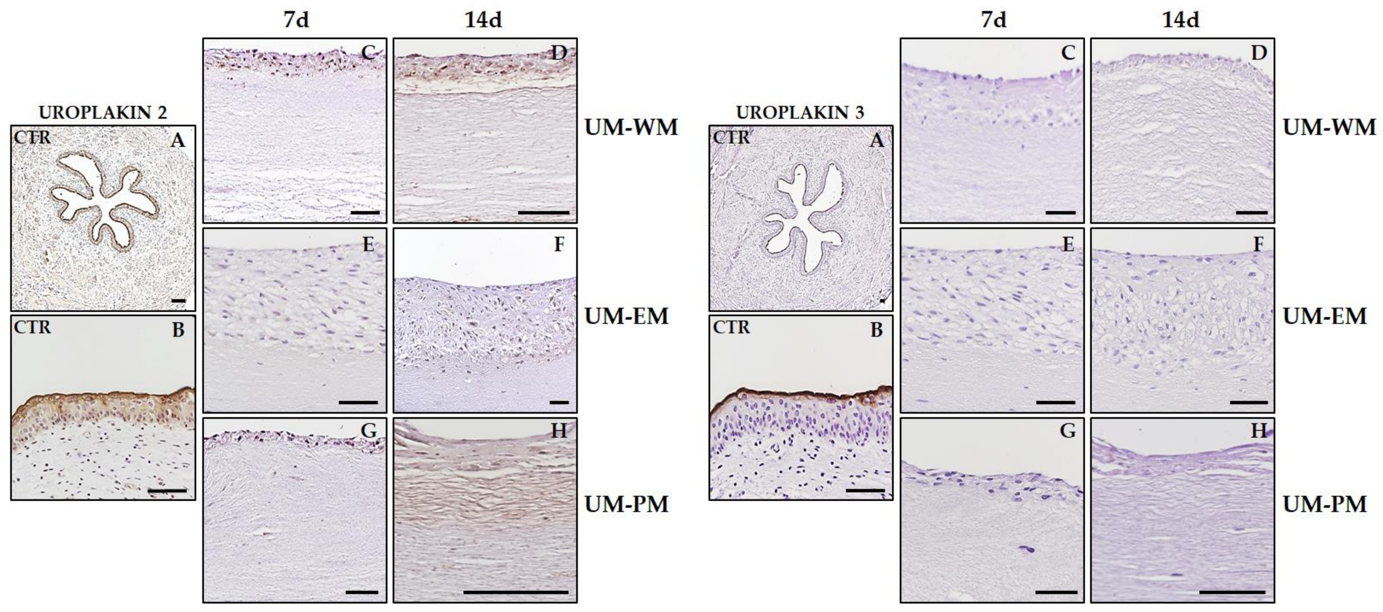 Polymers 13 01568 g008
