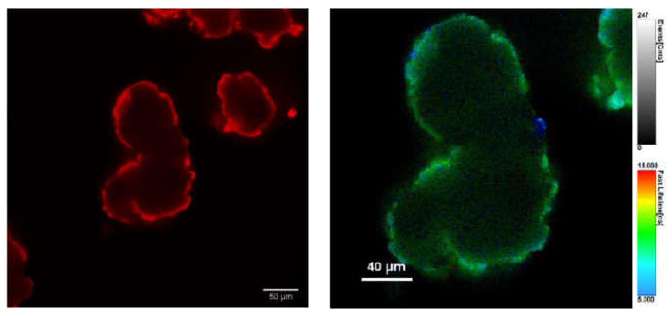 Polymers 13 01588 g006