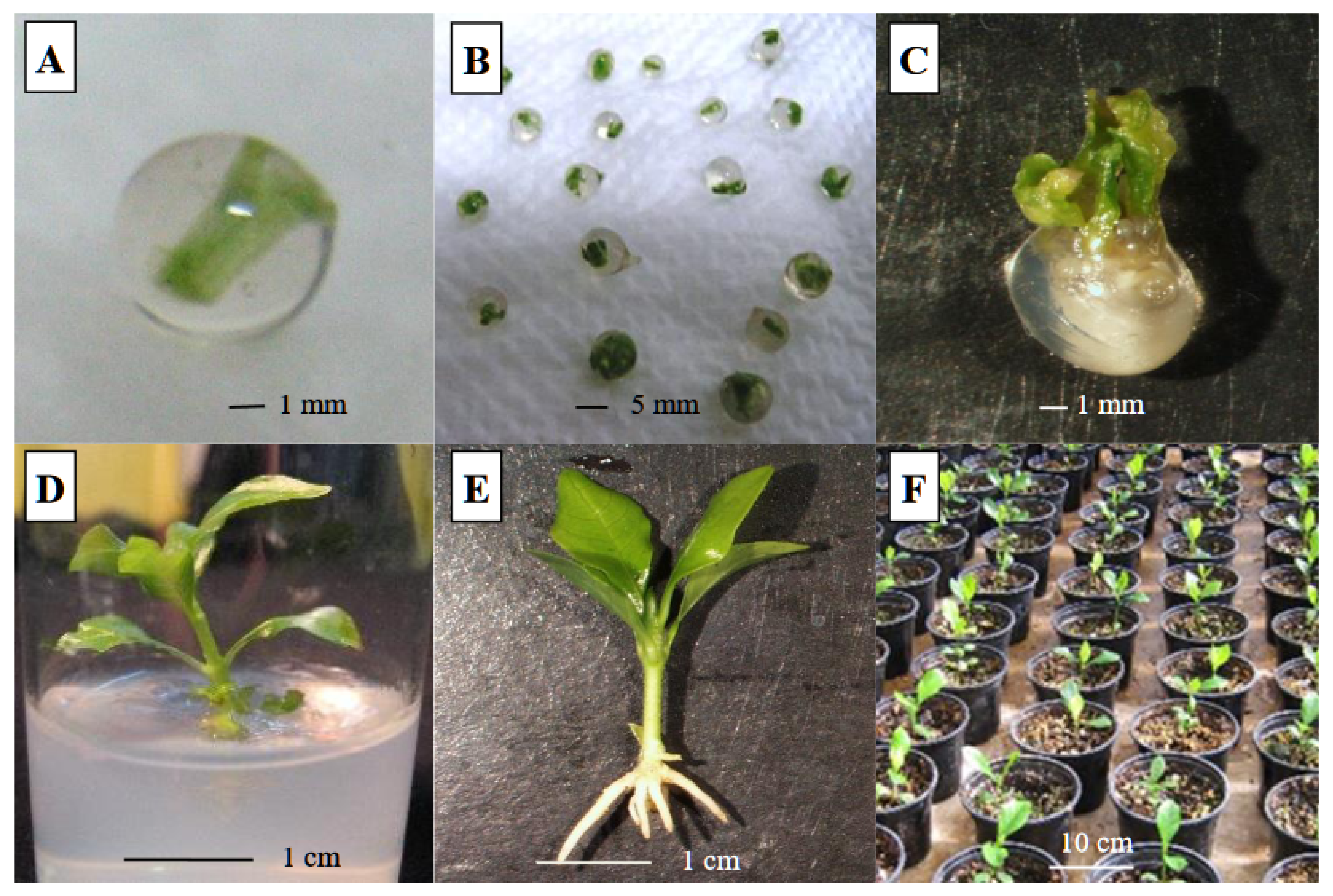 Polymers 13 01666 g002