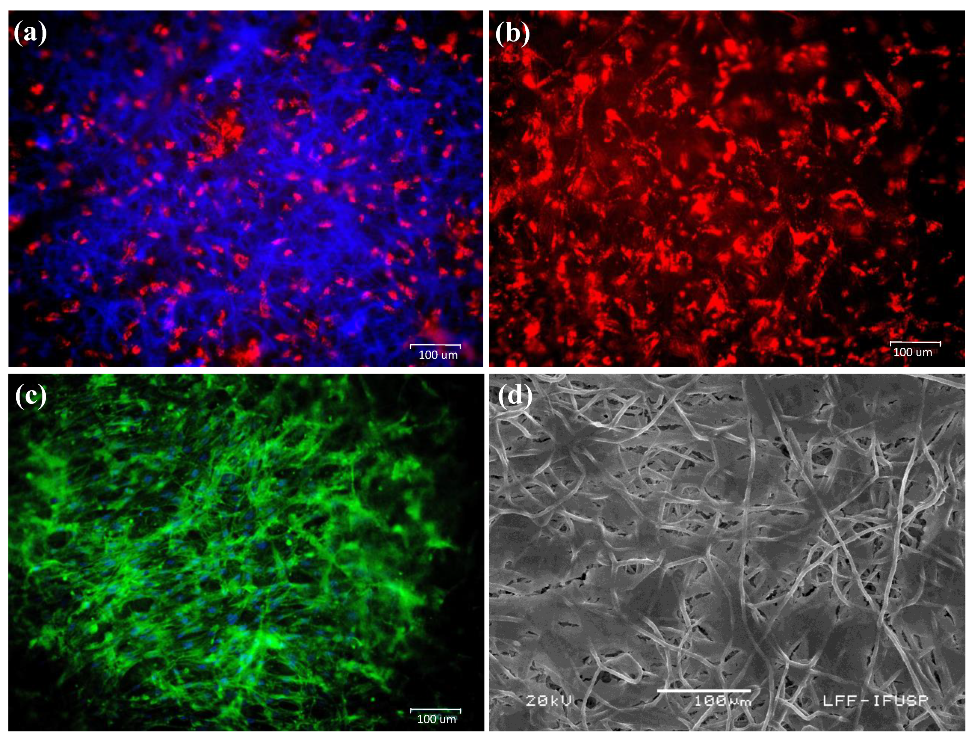 Polymers 13 01685 g004