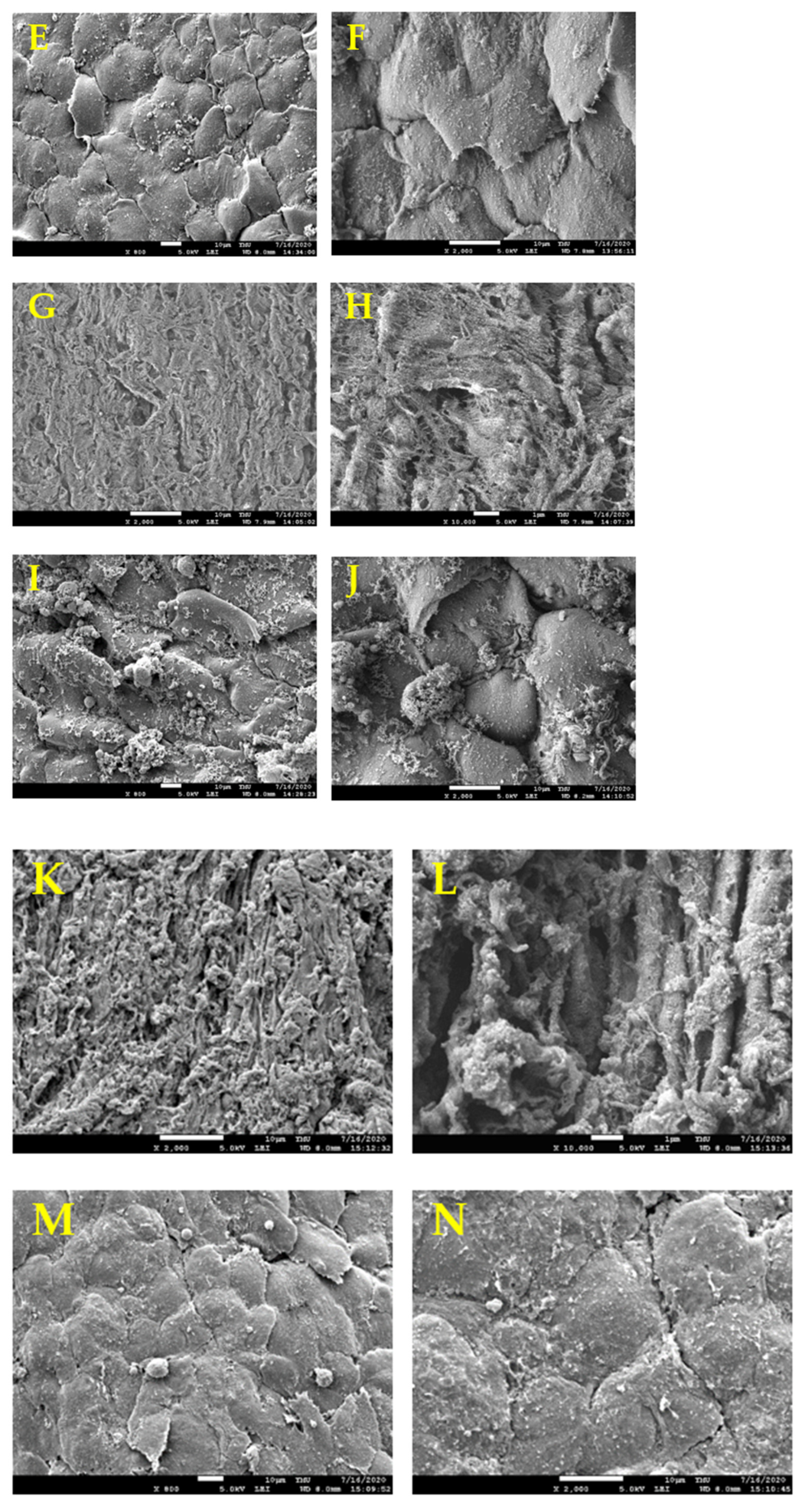 Polymers 13 01699 g005b Polymers 13 01699 g005b