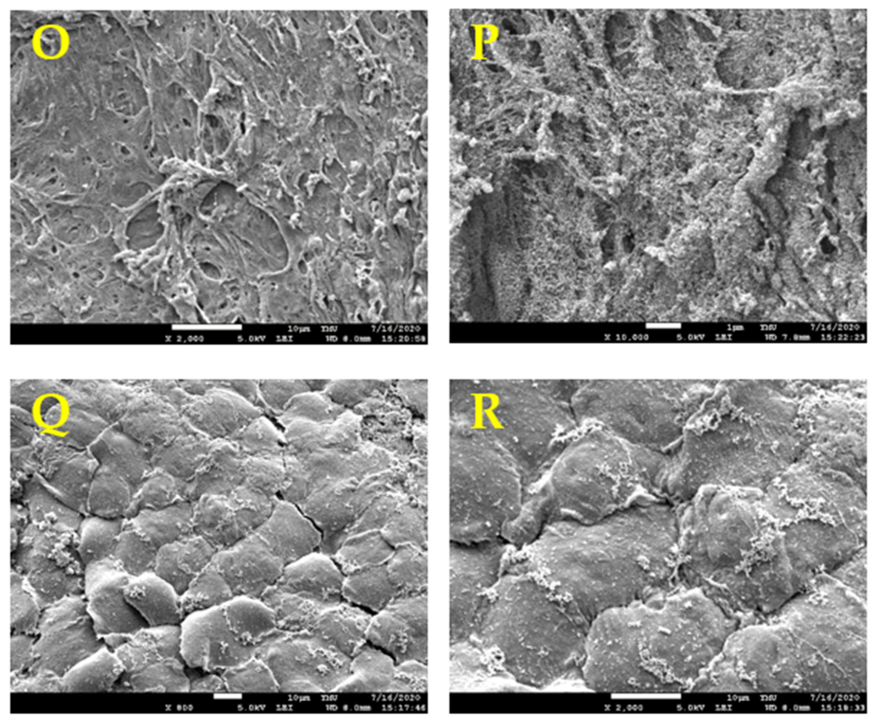 Polymers 13 01699 g005c Polymers 13 01699 g005c