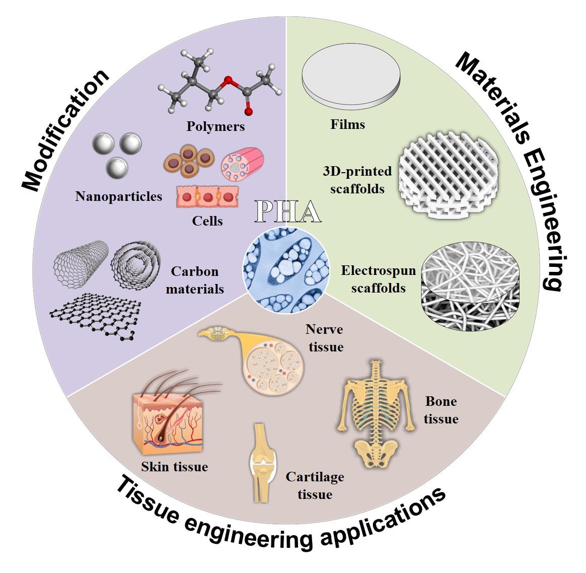 Polymers Free FullText Review of Hybrid Materials Based on Polyhydroxyalkanoates for Tissue