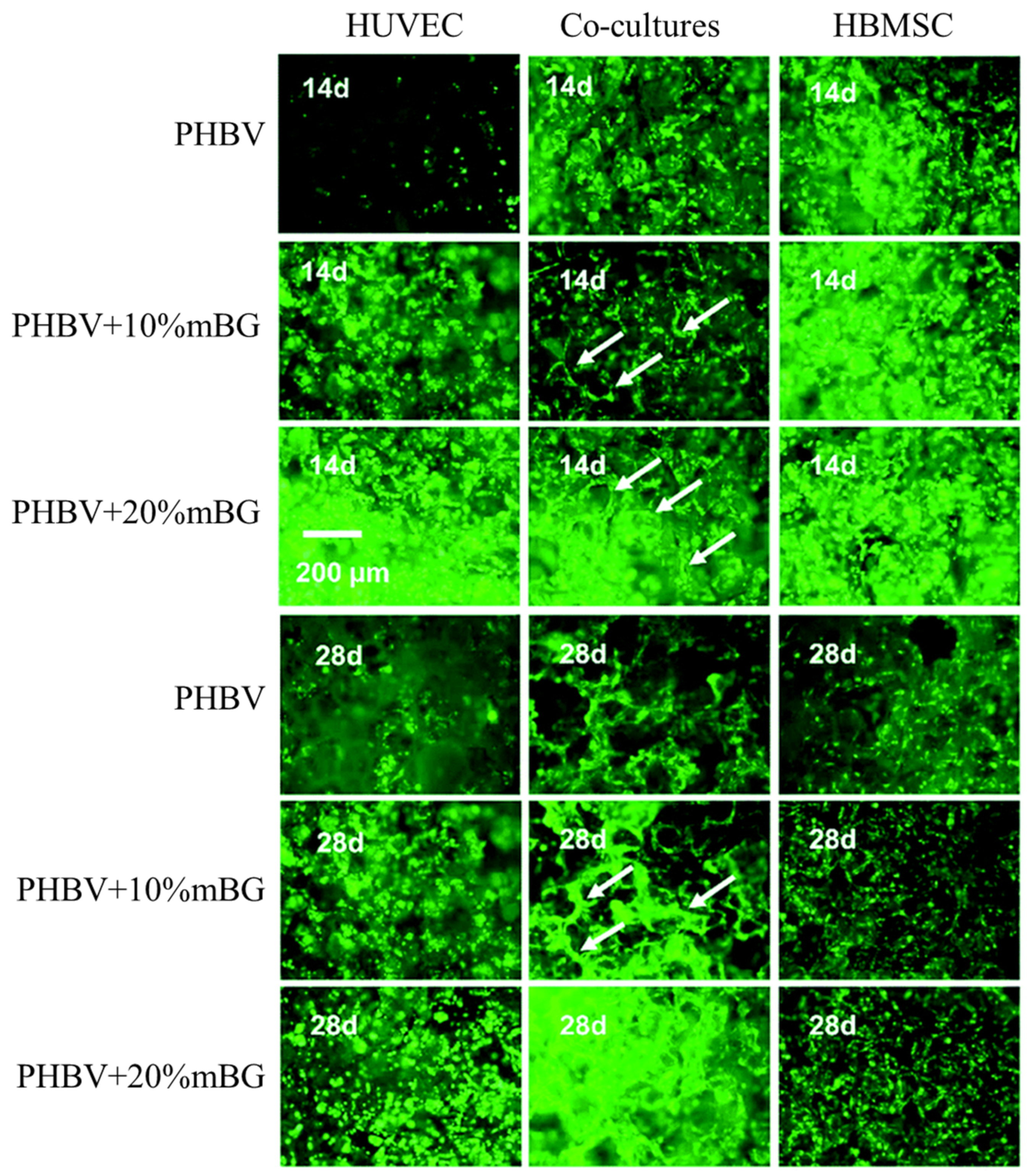 Polymers 13 01738 g009