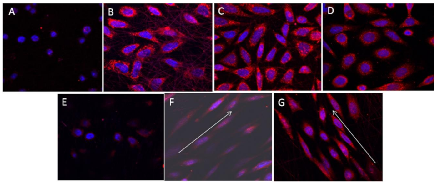 Polymers 13 01738 g013