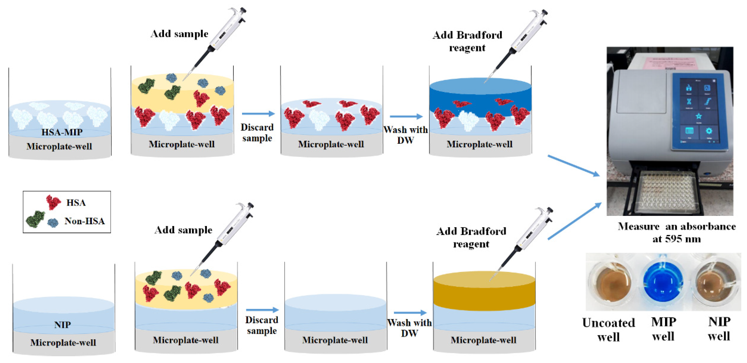 Polymers Free FullText Thin Film Plastic AntibodyBased Microplate