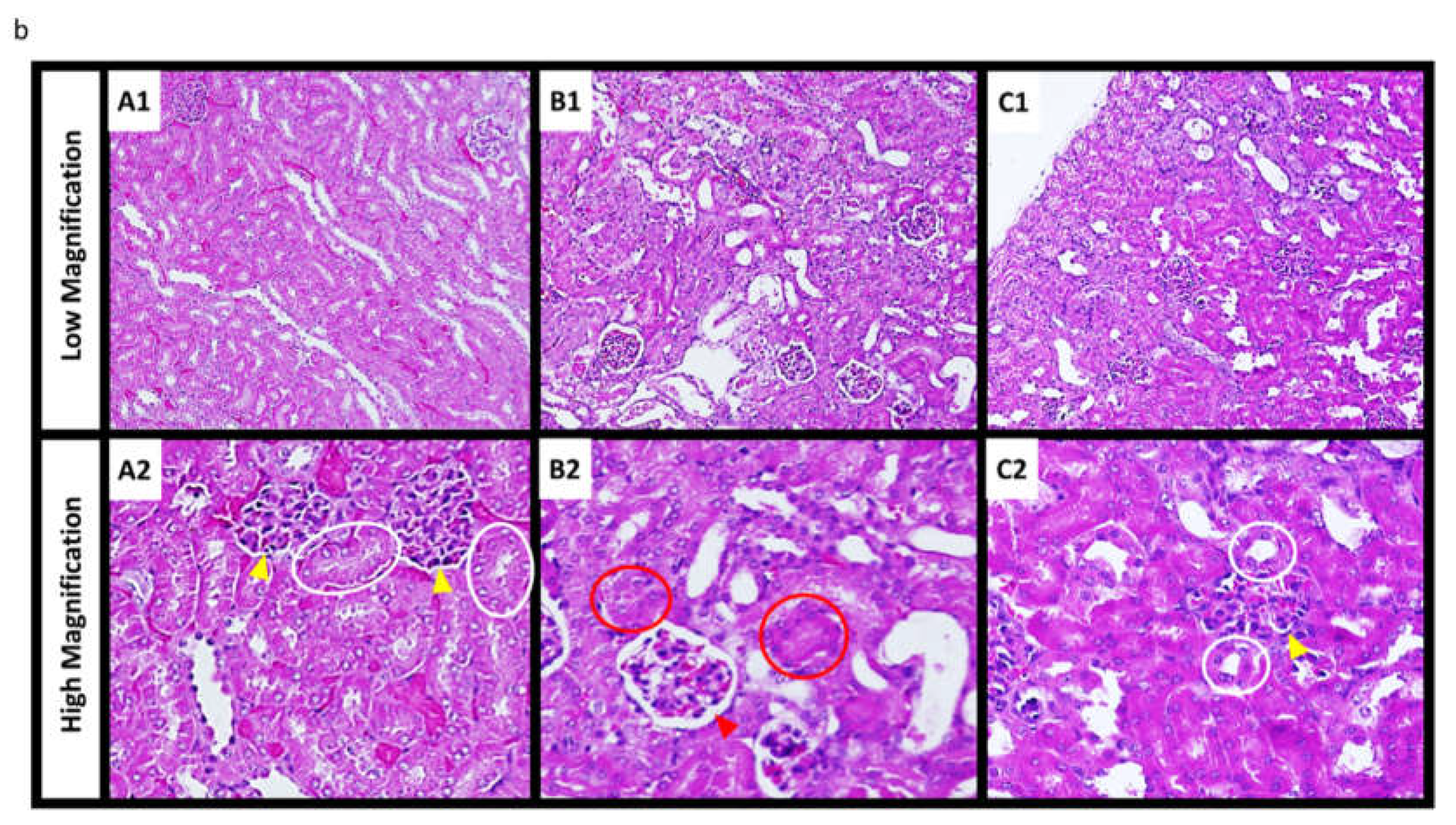 Polymers 13 01803 g005b Polymers 13 01803 g005b