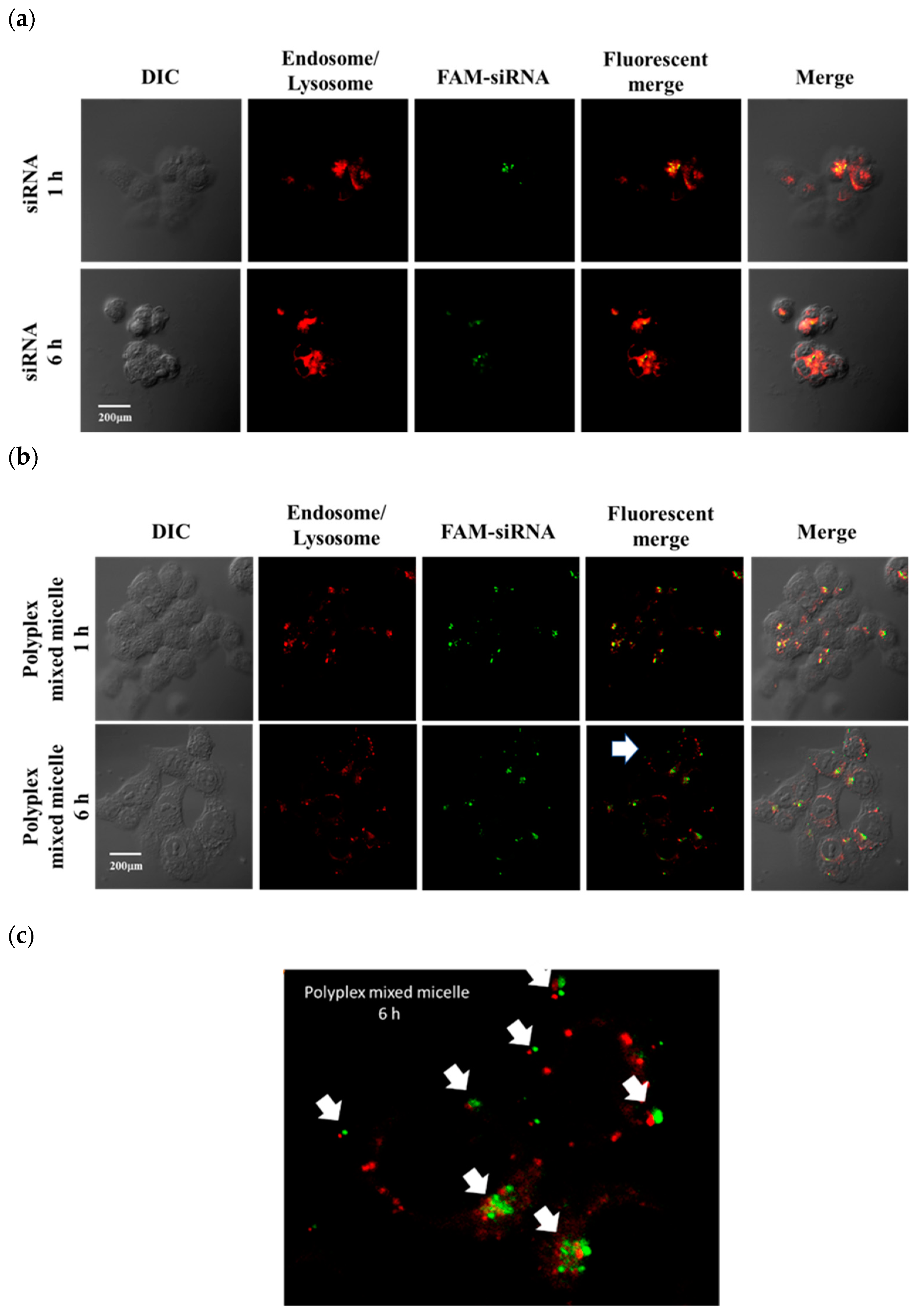 Polymers 13 01823 g004 Polymers 13 01823 g004